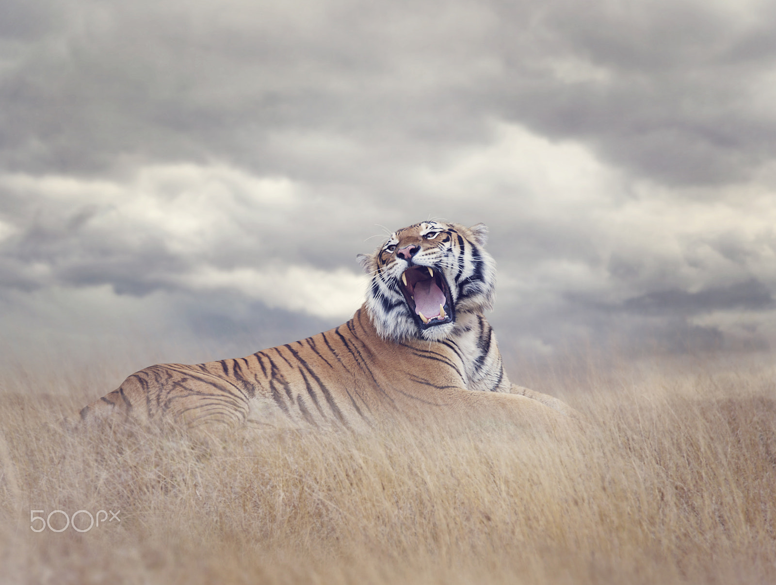 Nikon D800 + Nikon AF-S Nikkor 300mm F4D ED-IF sample photo. Bengal tiger roaring photography