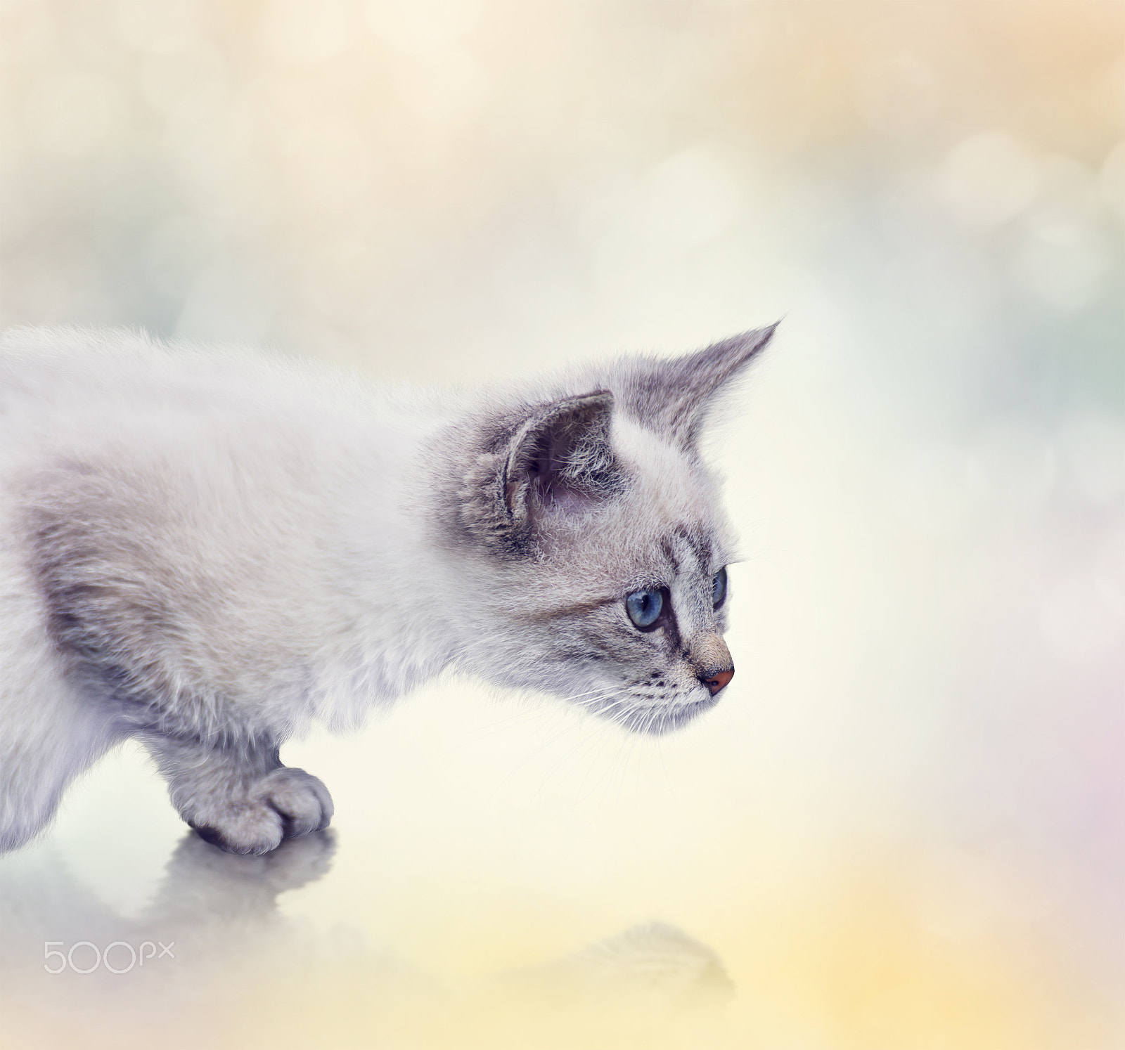 Nikon D800 + Nikon AF Nikkor 80-400mm F4.5-5.6D ED VR sample photo. White kitten portrait photography