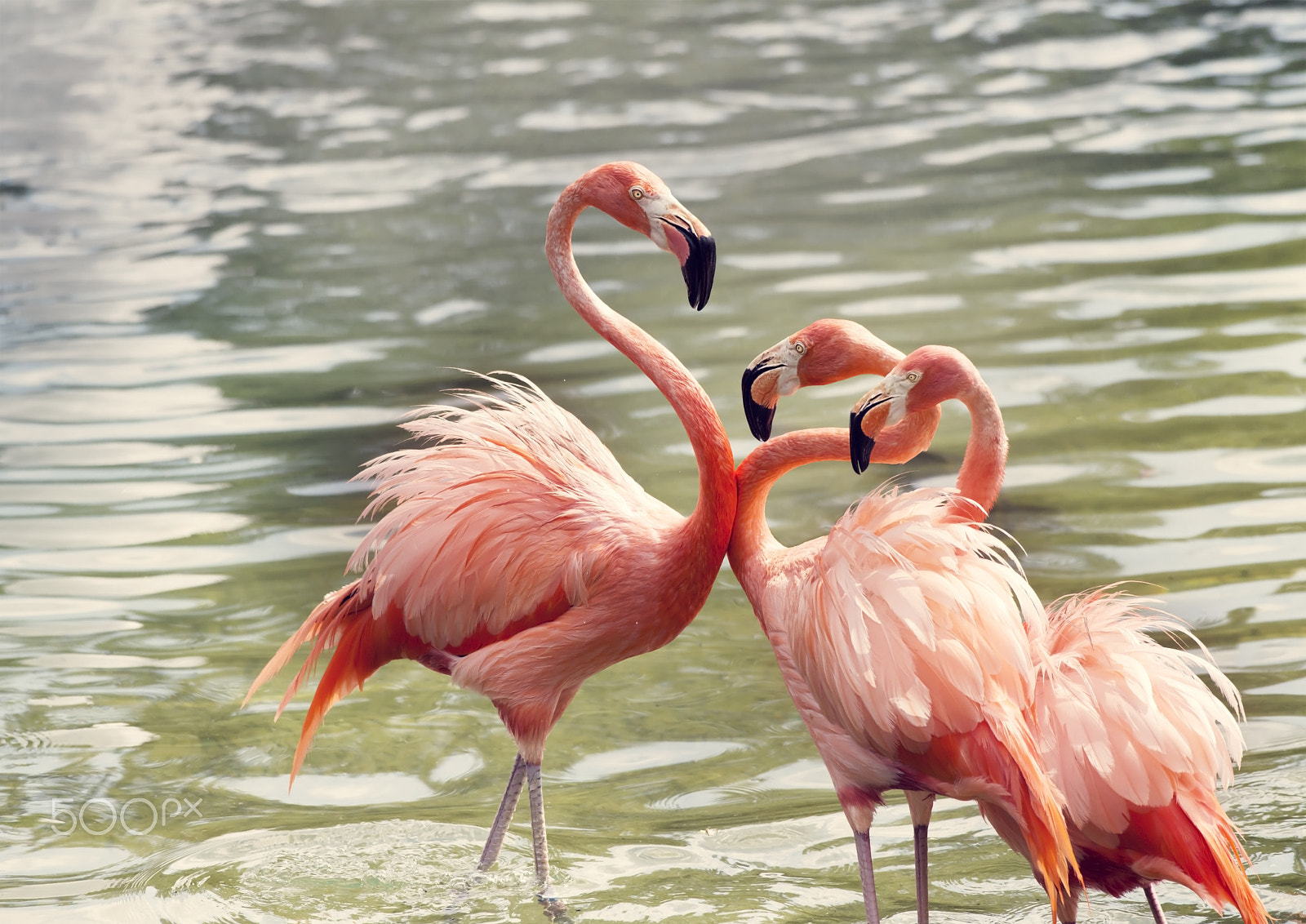 Nikon D800 + Nikon AF-S Nikkor 300mm F4D ED-IF sample photo. Pink flamingos in the water photography
