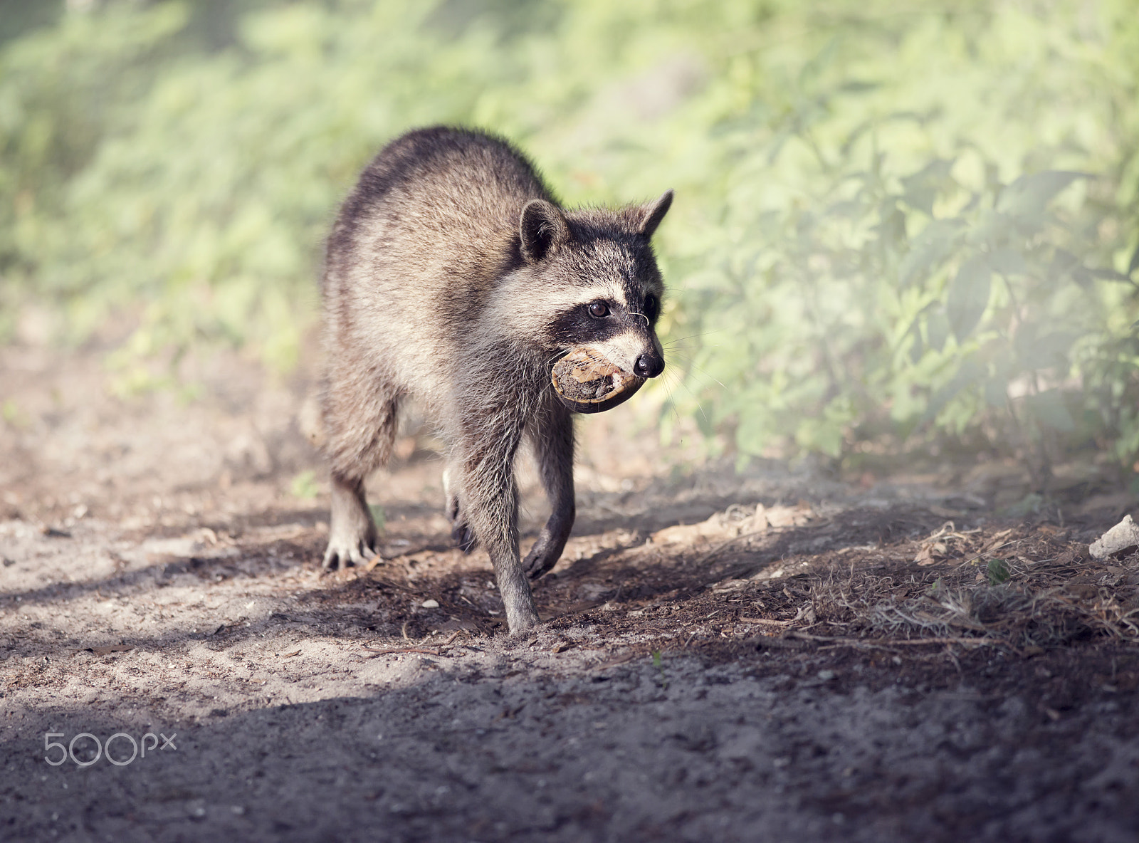 Nikon D800 + Nikon AF-S Nikkor 300mm F4D ED-IF sample photo. Wild raccoon with a small turtle photography
