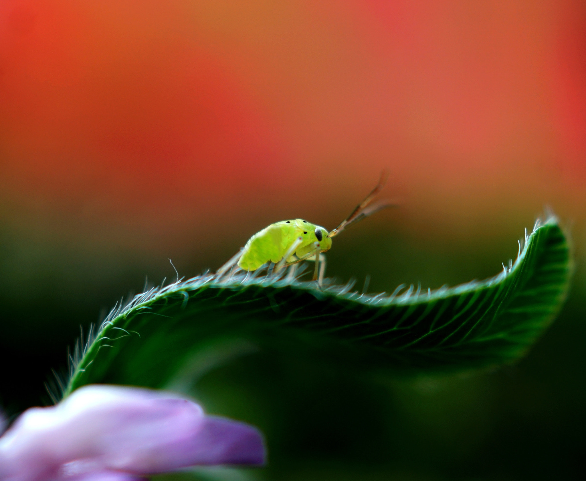 Sony ILCA-77M2 + Sony DT 30mm F2.8 Macro SAM sample photo. Uninvited guest during clover photo session :) photography