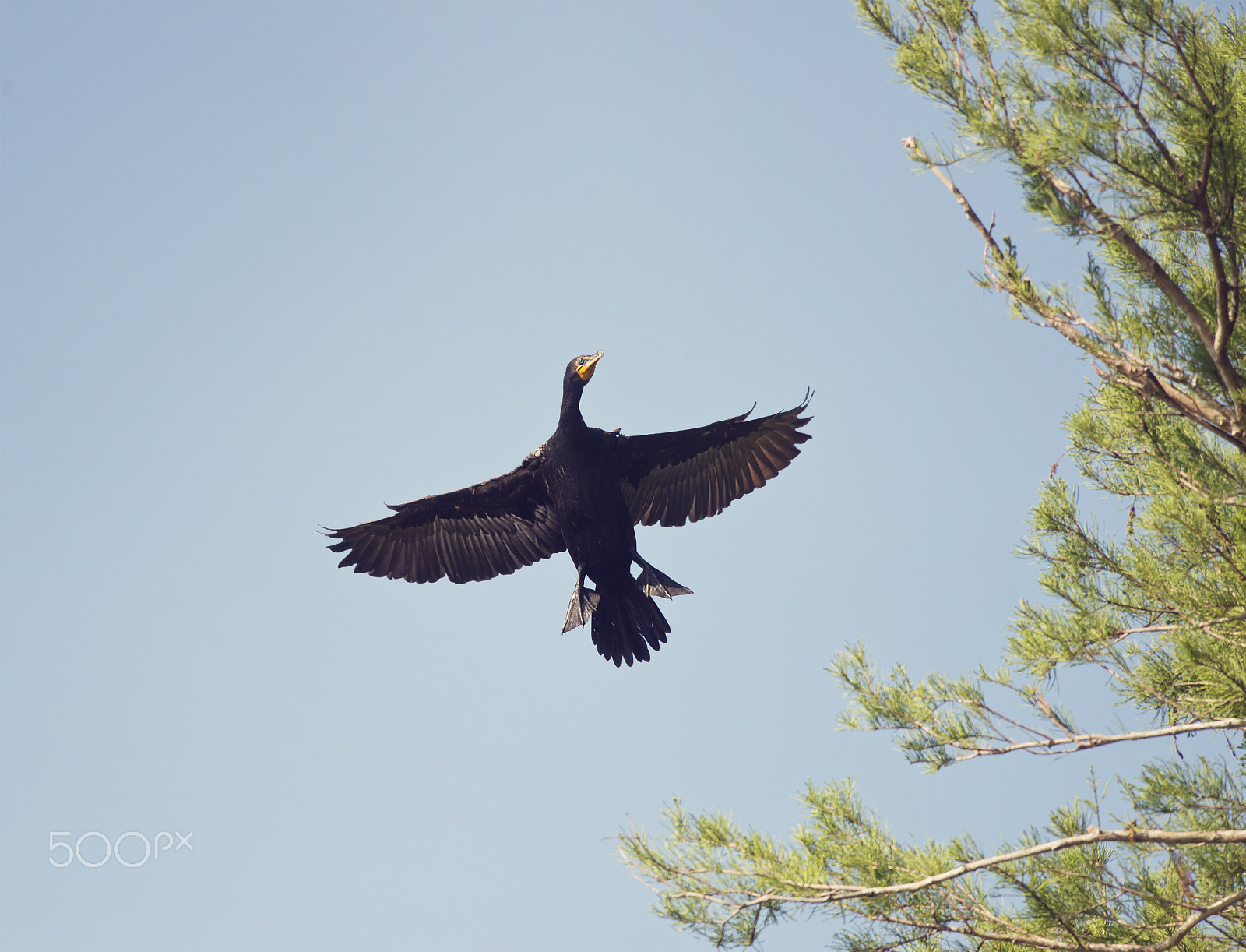 Nikon D800 + Nikon AF-S Nikkor 300mm F4D ED-IF sample photo. Double-crested cormorant photography