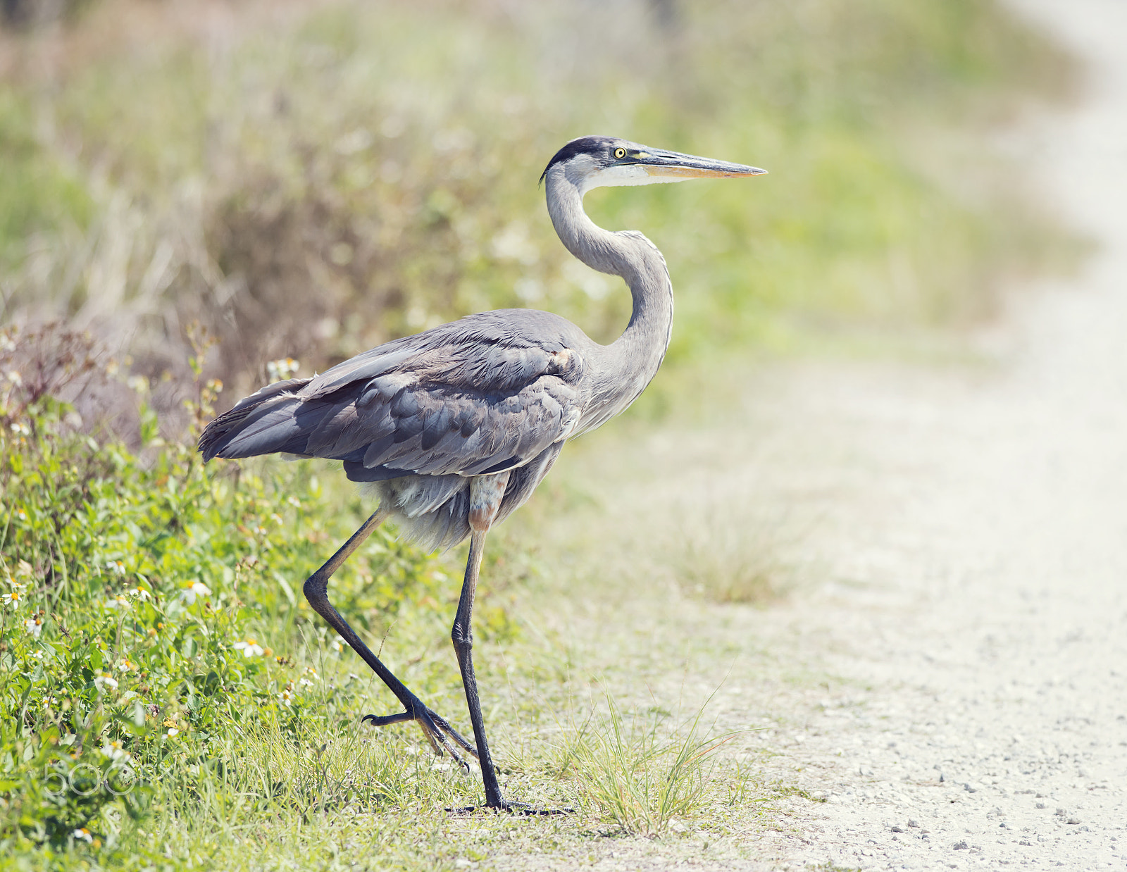 Nikon D800 + Nikon AF-S Nikkor 300mm F4D ED-IF sample photo. Great blue heron walking photography