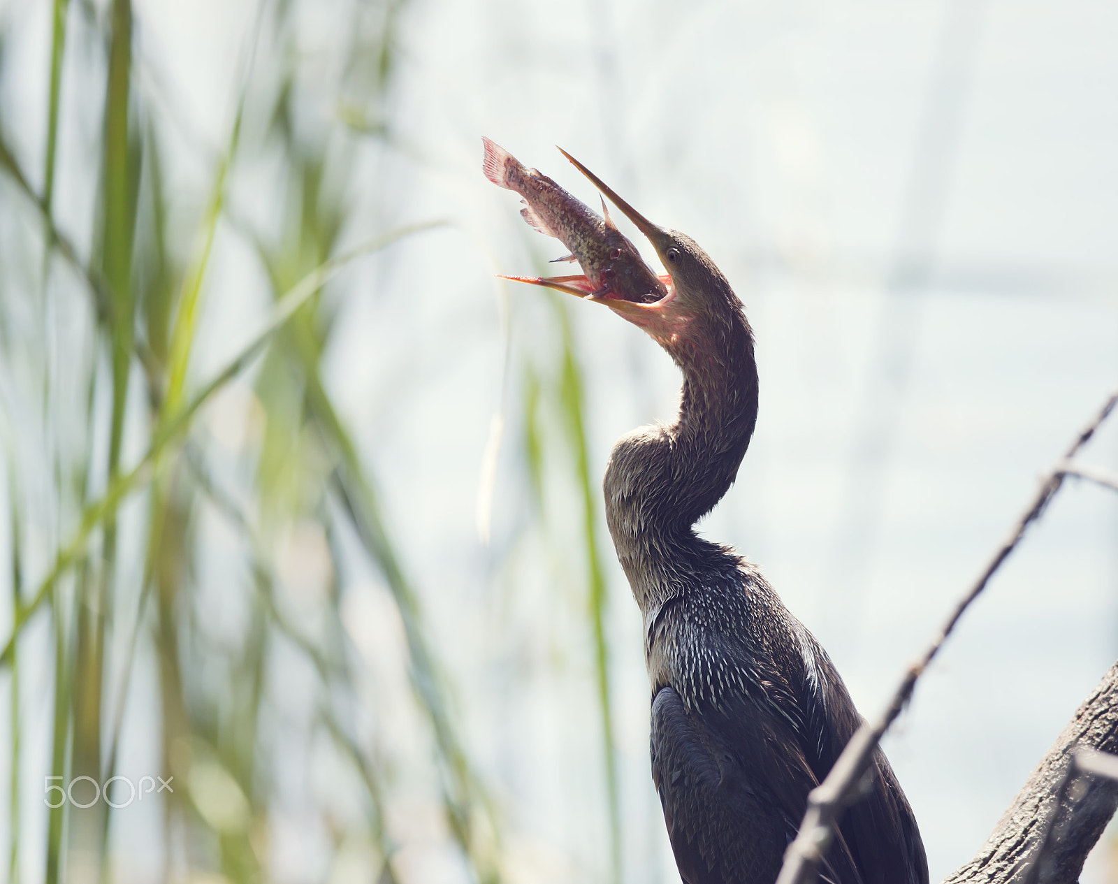 Nikon D800 + Nikon AF-S Nikkor 300mm F4D ED-IF sample photo. Anhinga downing a fish photography