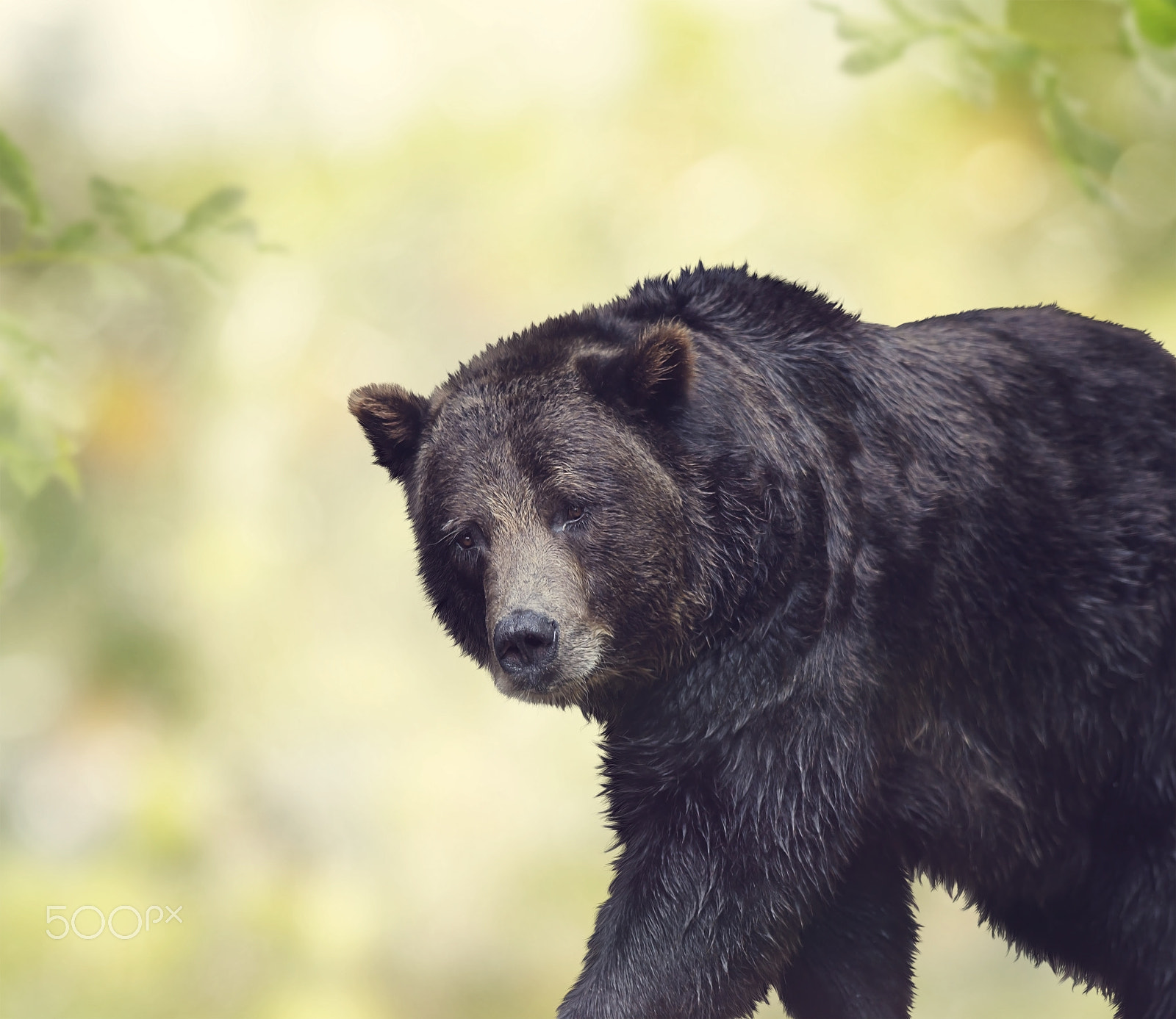 Nikon D800 + Nikon AF-S Nikkor 300mm F4D ED-IF sample photo. Brown bear walking photography