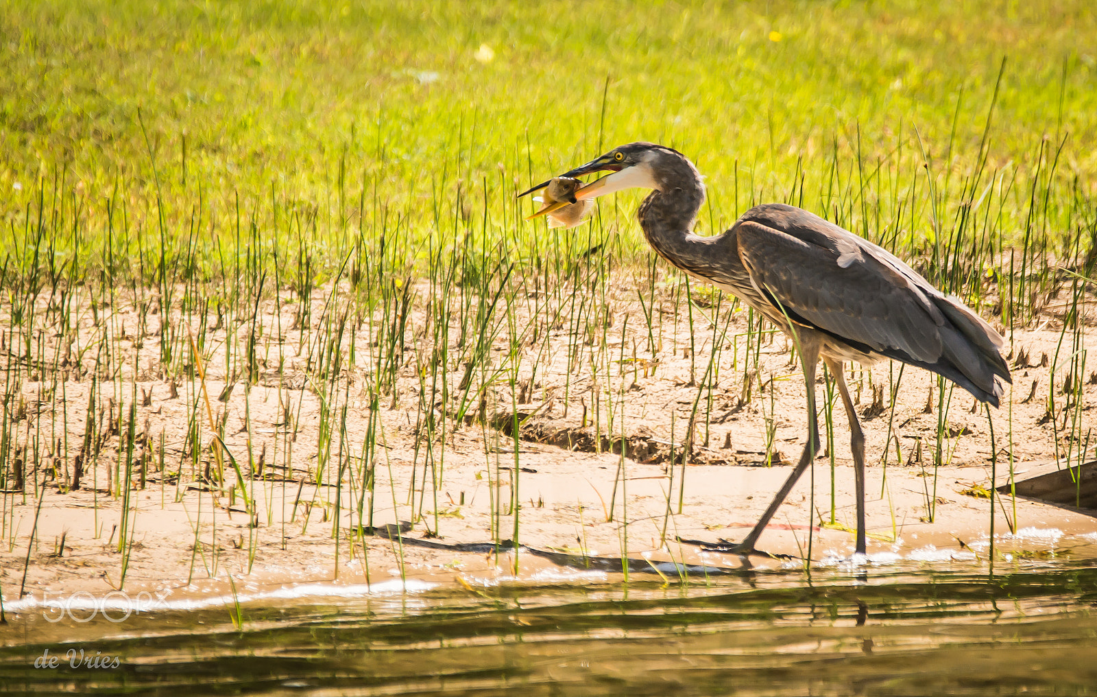 Sigma 120-400mm F4.5-5.6 DG OS HSM sample photo. Down the hatch . . . photography