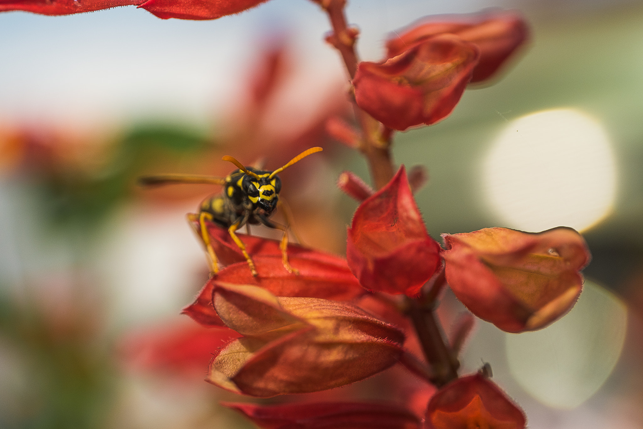 Fujifilm X-E1 + ZEISS Touit 50mm F2.8 sample photo. Yellow jacket photography