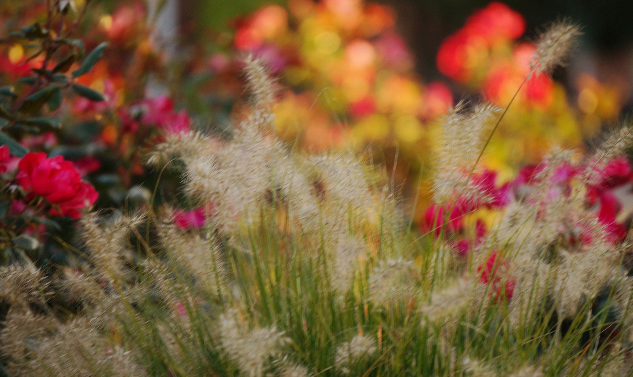 Sony E 55-210mm F4.5-6.3 OSS sample photo. Sound of the color photography