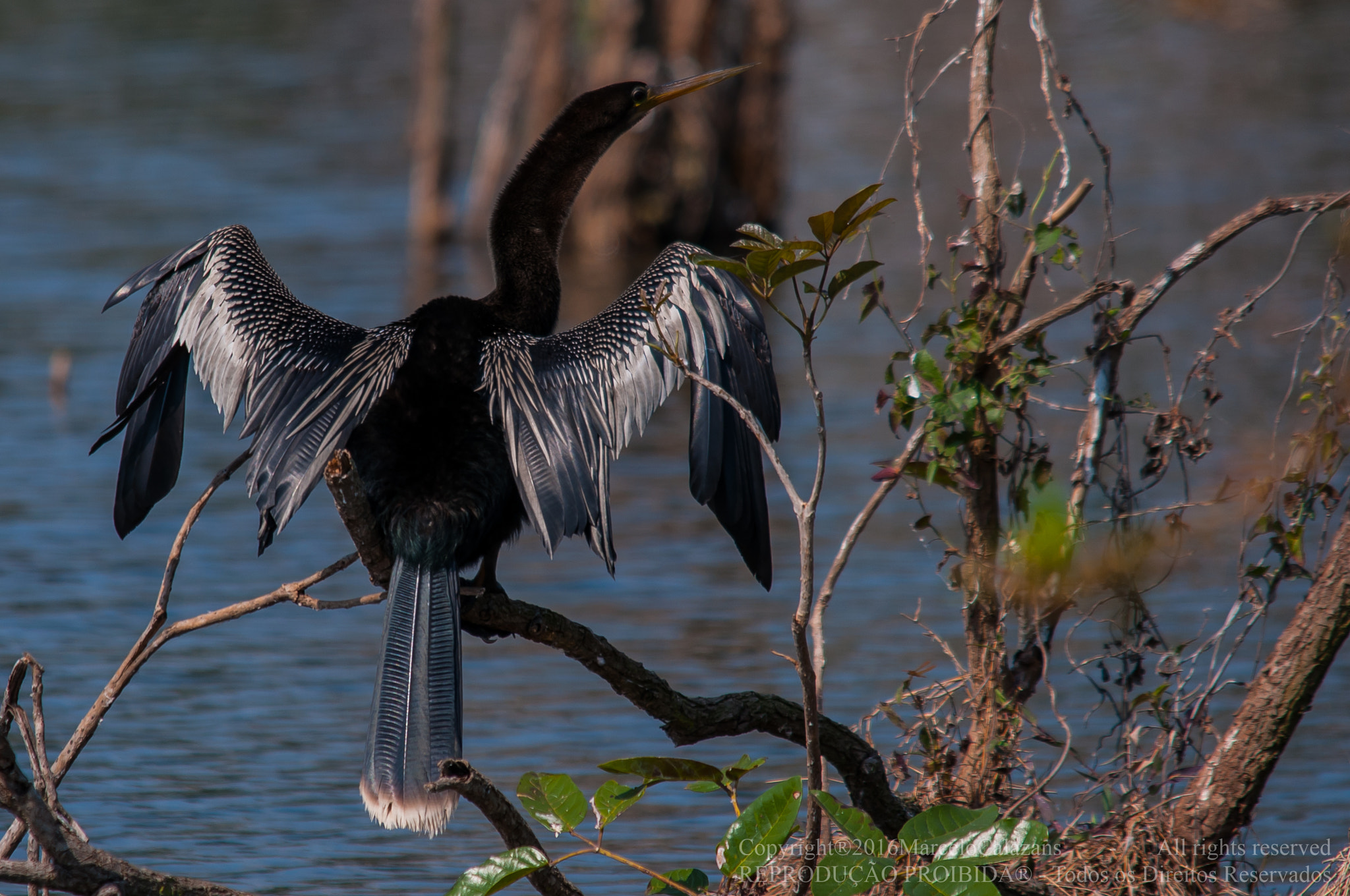 Sigma 150-500mm F5-6.3 DG OS HSM sample photo. Anhinga photography