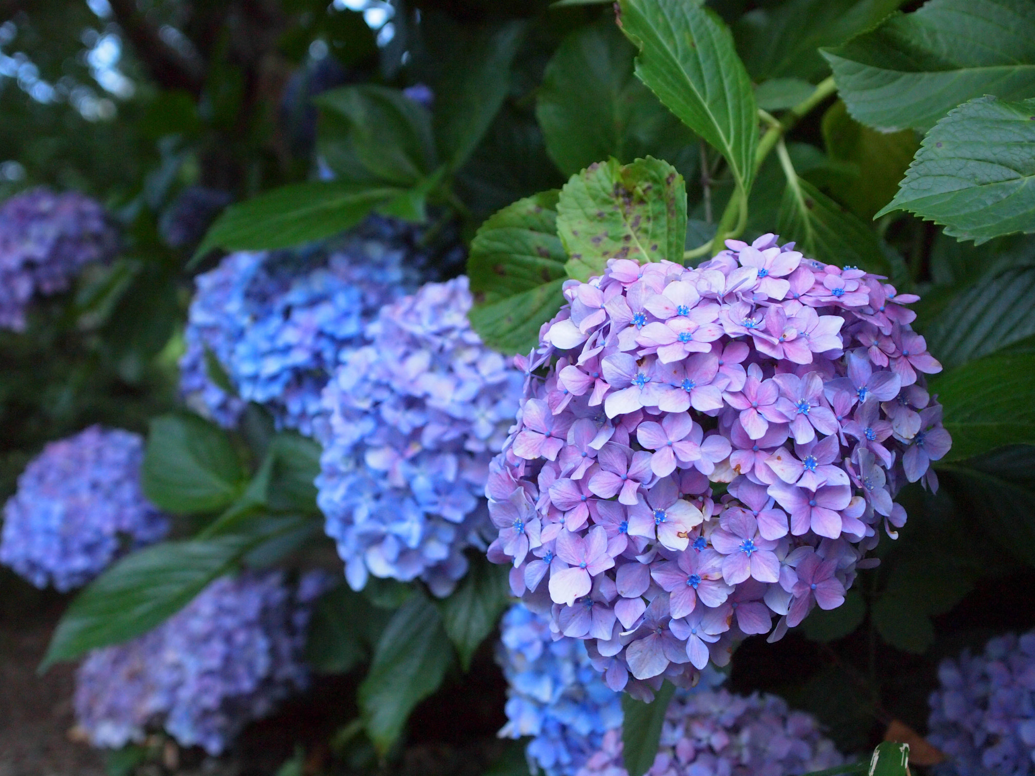 Olympus E-5 + OLYMPUS 14-54mm Lens sample photo. Blue hydrangeas photography