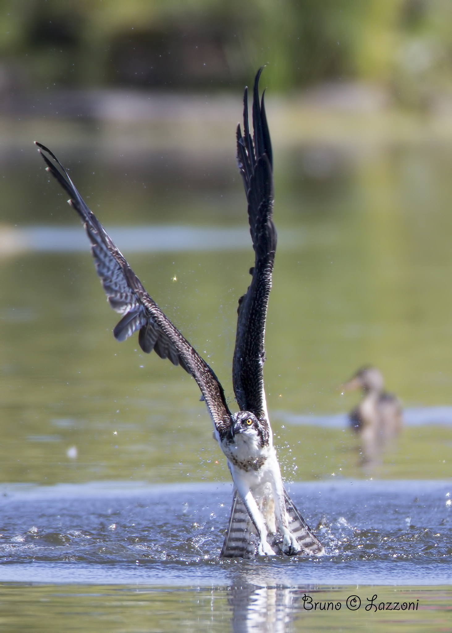 Canon EOS-1D X + Canon EF 600mm F4L IS USM sample photo. Osprey ( balbuzard pêcheur ) photography