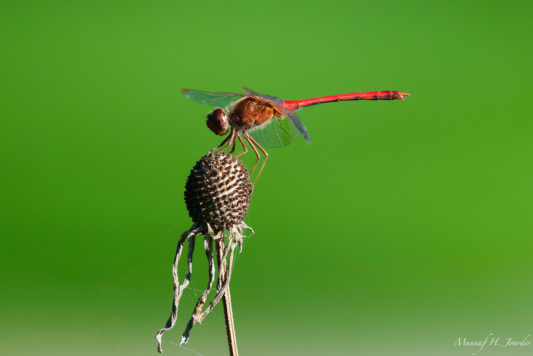 Nikon AF-S Nikkor 200-500mm F5.6E ED VR sample photo