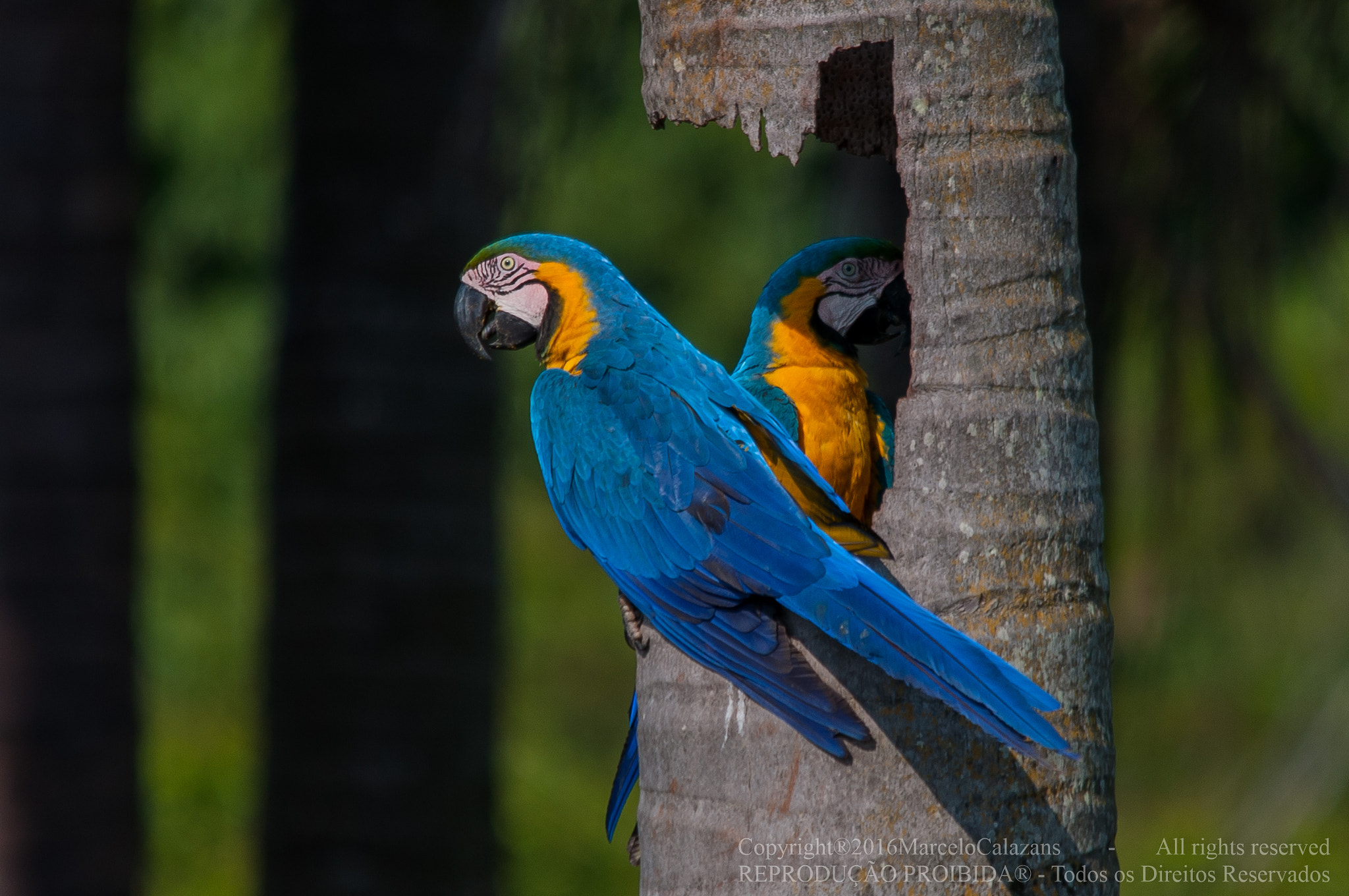 Sigma 150-500mm F5-6.3 DG OS HSM sample photo. Blue and yellow macaw photography