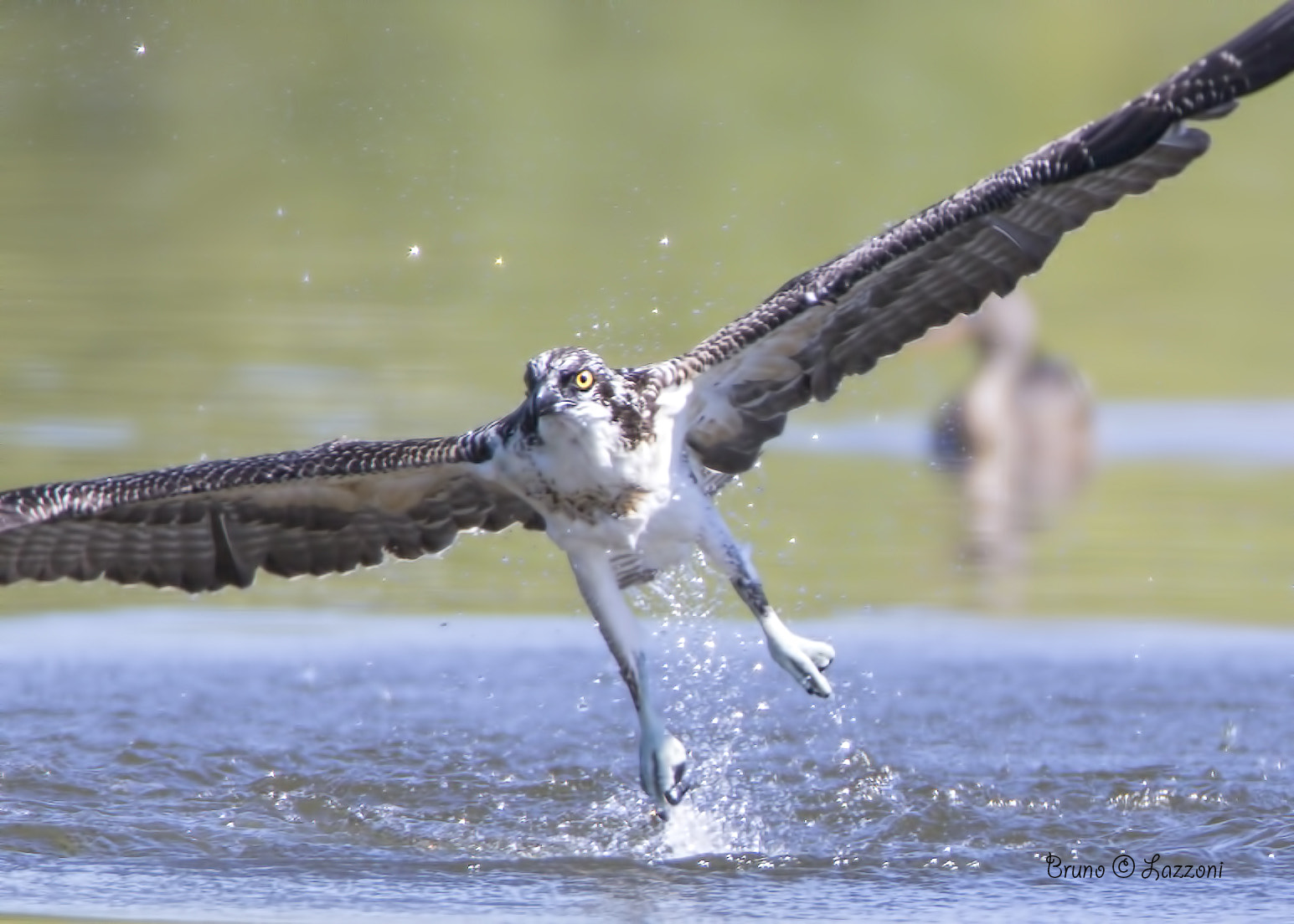 Canon EF 600mm F4L IS USM sample photo. Osprey ( balbuzard pêcheur ) photography