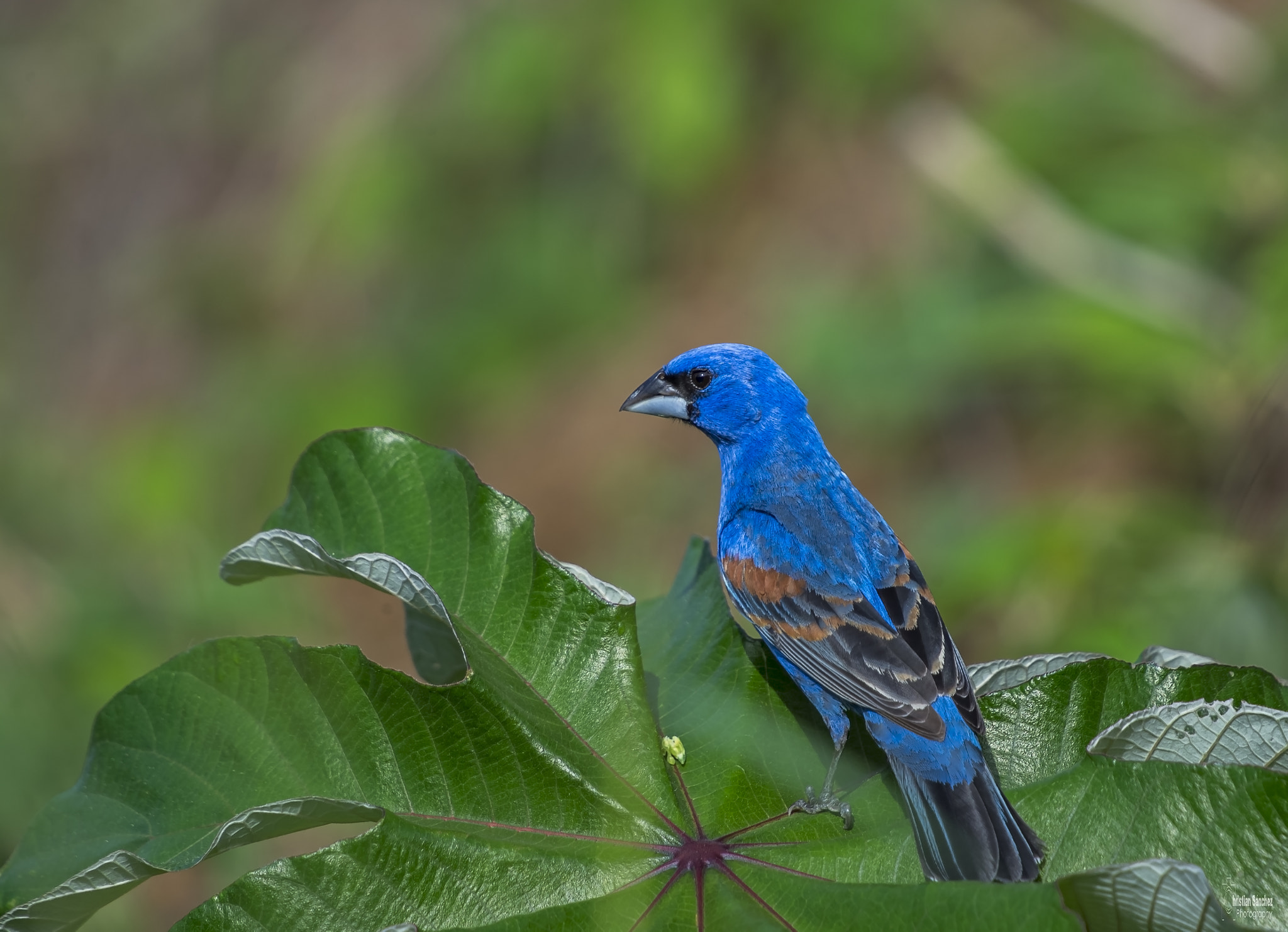 Nikon D4 sample photo. Blue grosbeak photography