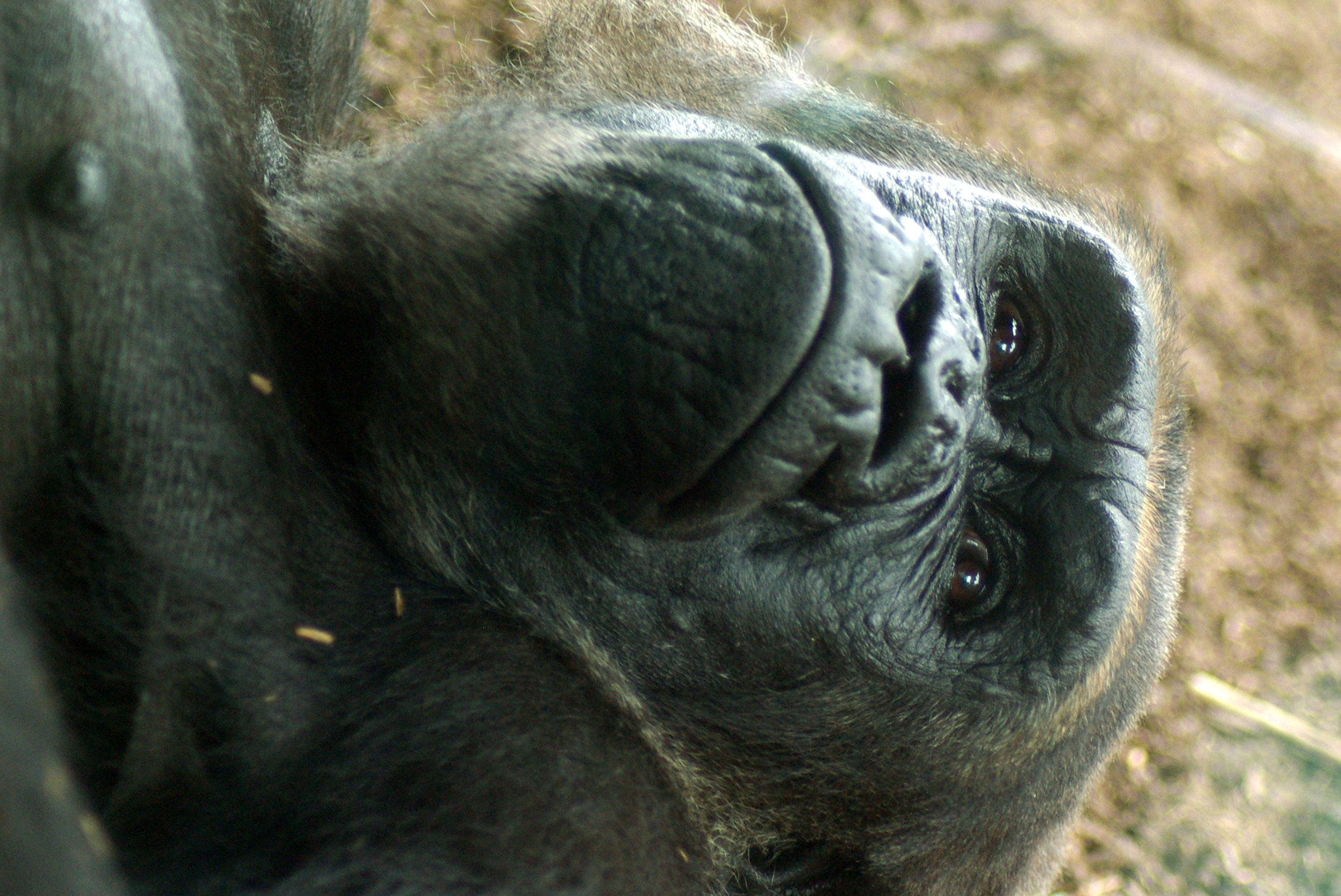 Pentax K10D sample photo. Gorilla at san diego zoo photography