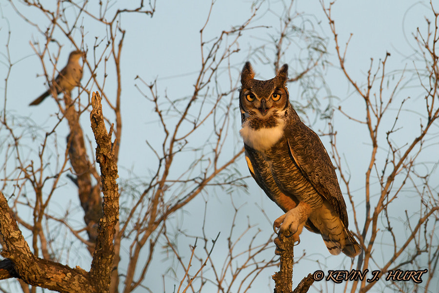Canon EOS 7D + Canon EF 500mm f/4.5L sample photo. Great horned owl-1 photography