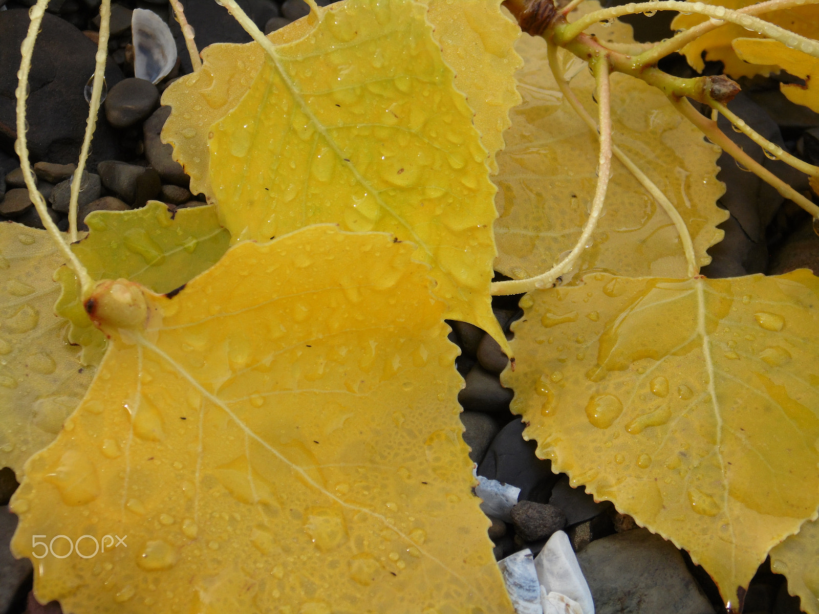 Samsung WB110/  WB111 sample photo. Yellow leaves photography