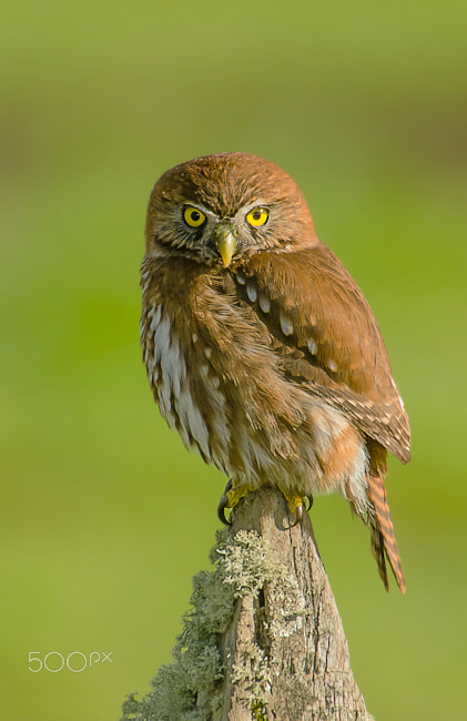 Sigma 50-500mm F4.5-6.3 DG OS HSM sample photo. Austral pigmy owl photography