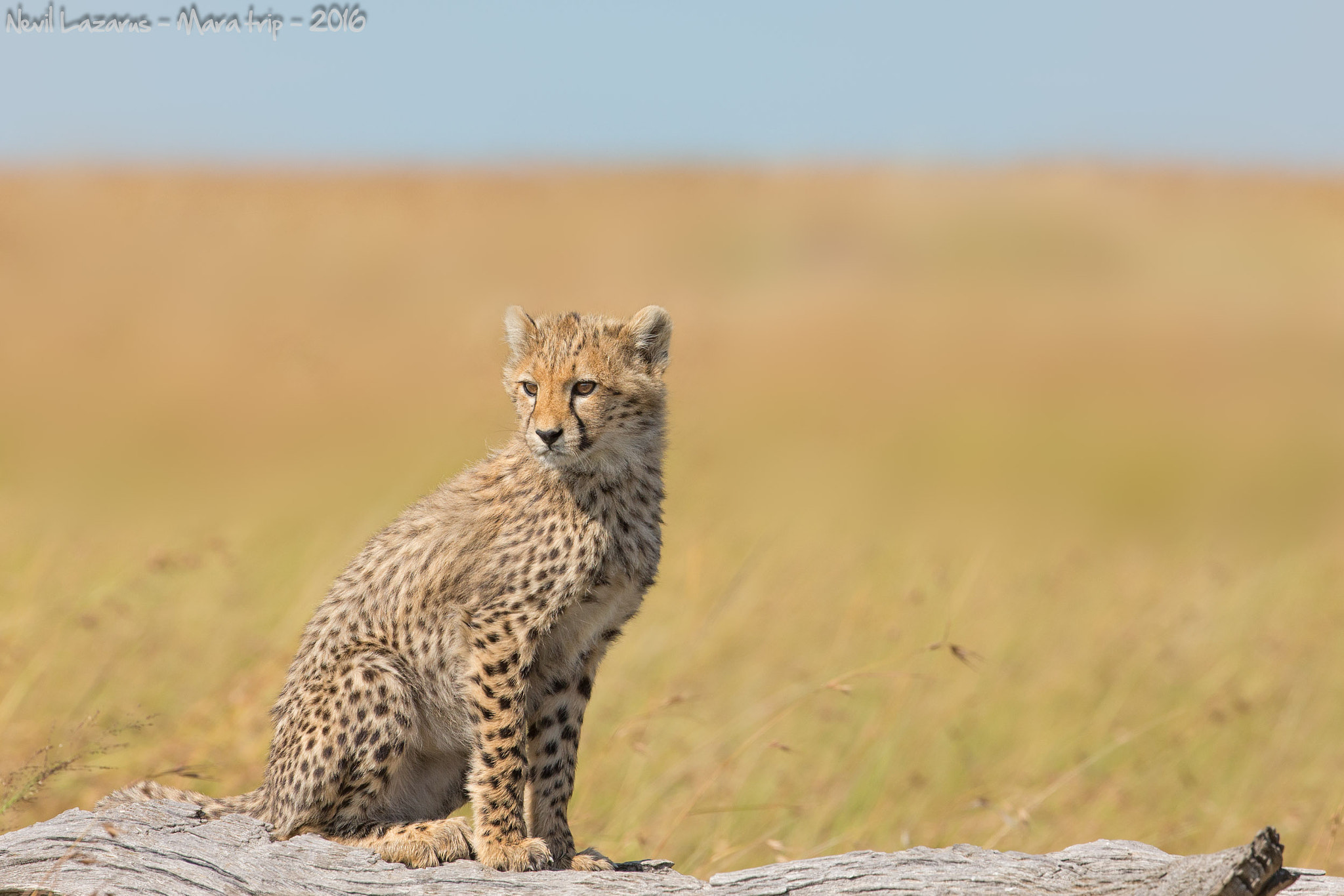 Canon EOS-1D X sample photo. Cheetah cub on log photography