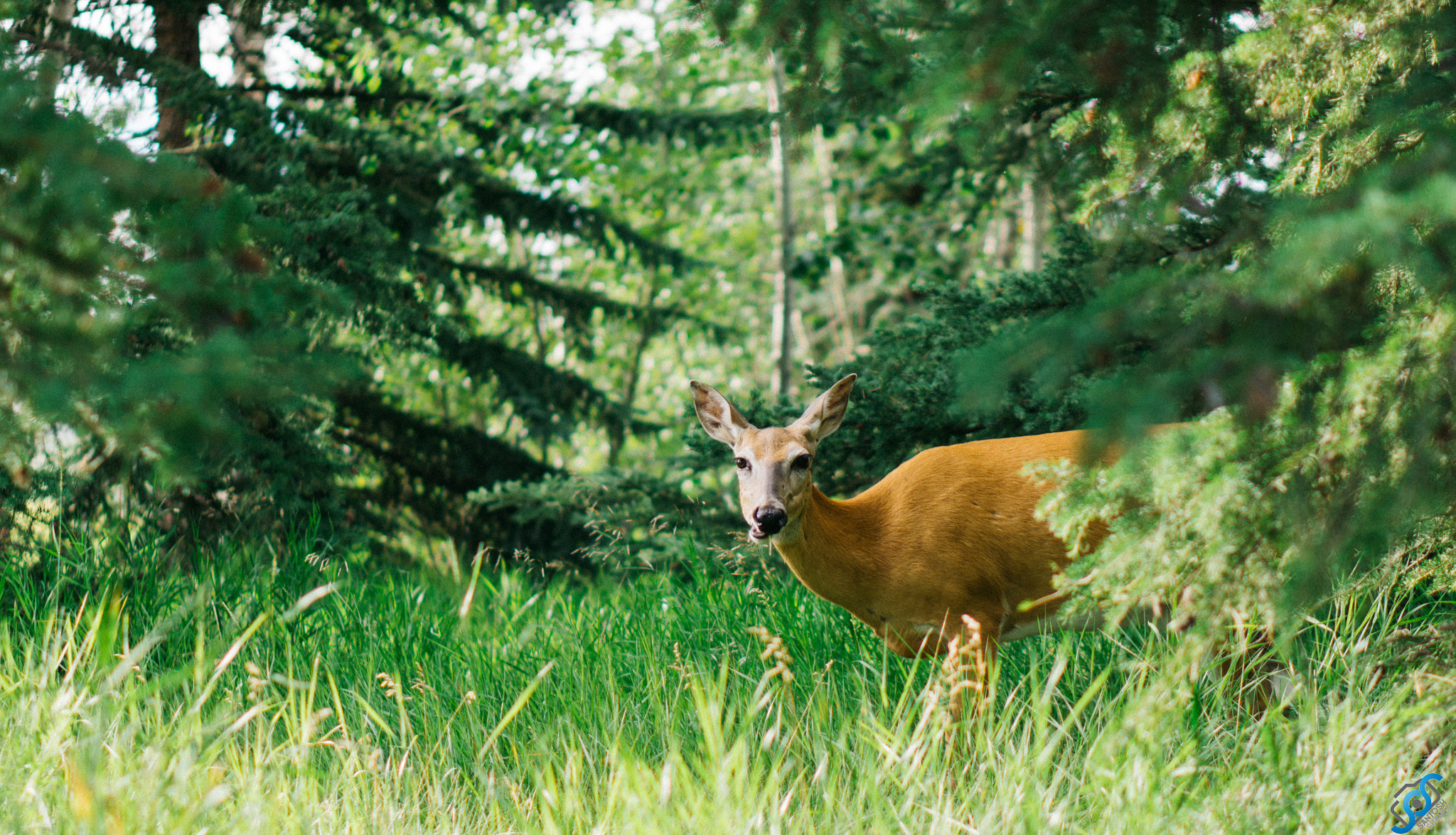 Sony Alpha NEX-7 + E 50mm F1.8 OSS sample photo. Urban animal spotting photography