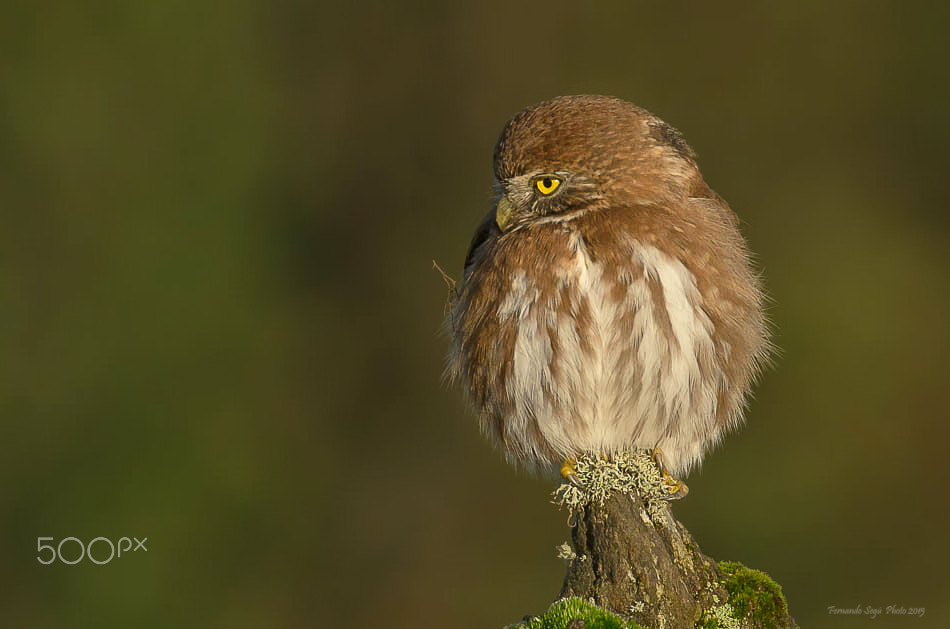 Nikon D7000 sample photo. Pigmy owl photography