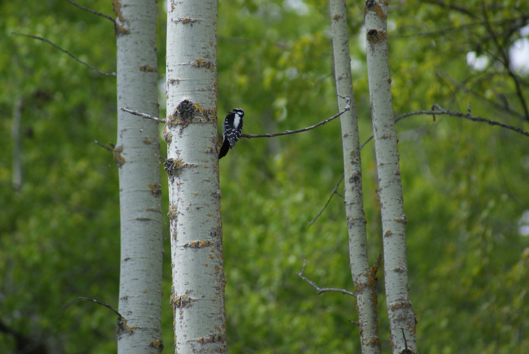 Sony 75-300mm F4.5-5.6 sample photo. Focus photography