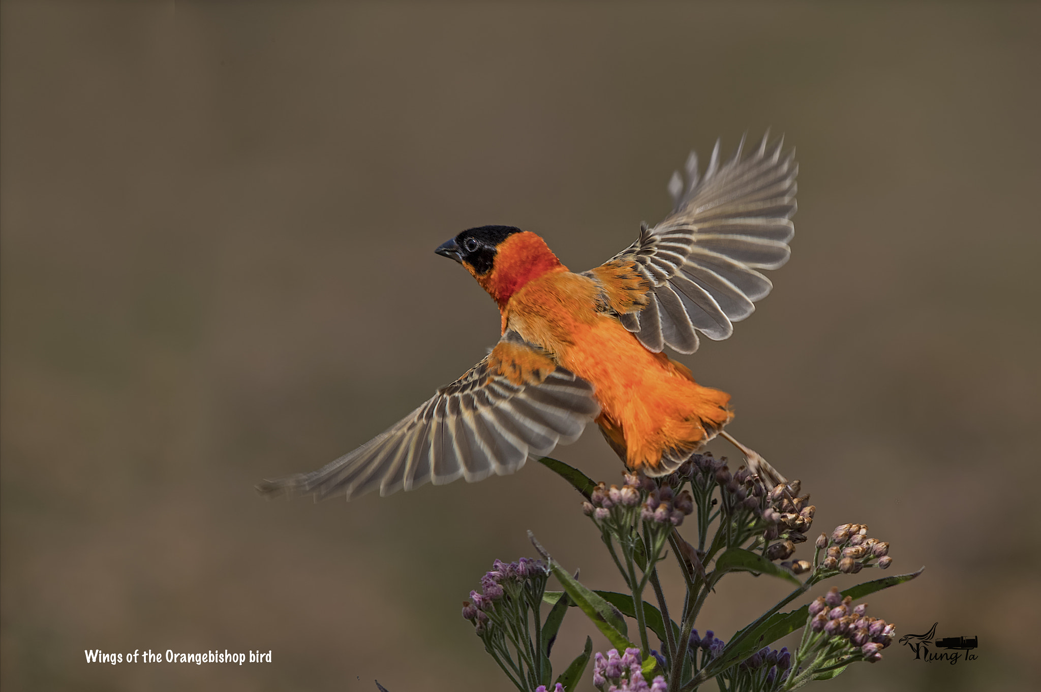 Canon EOS-1D X Mark II + Canon EF 600mm F4L IS II USM sample photo. Orange bishop in fly photography