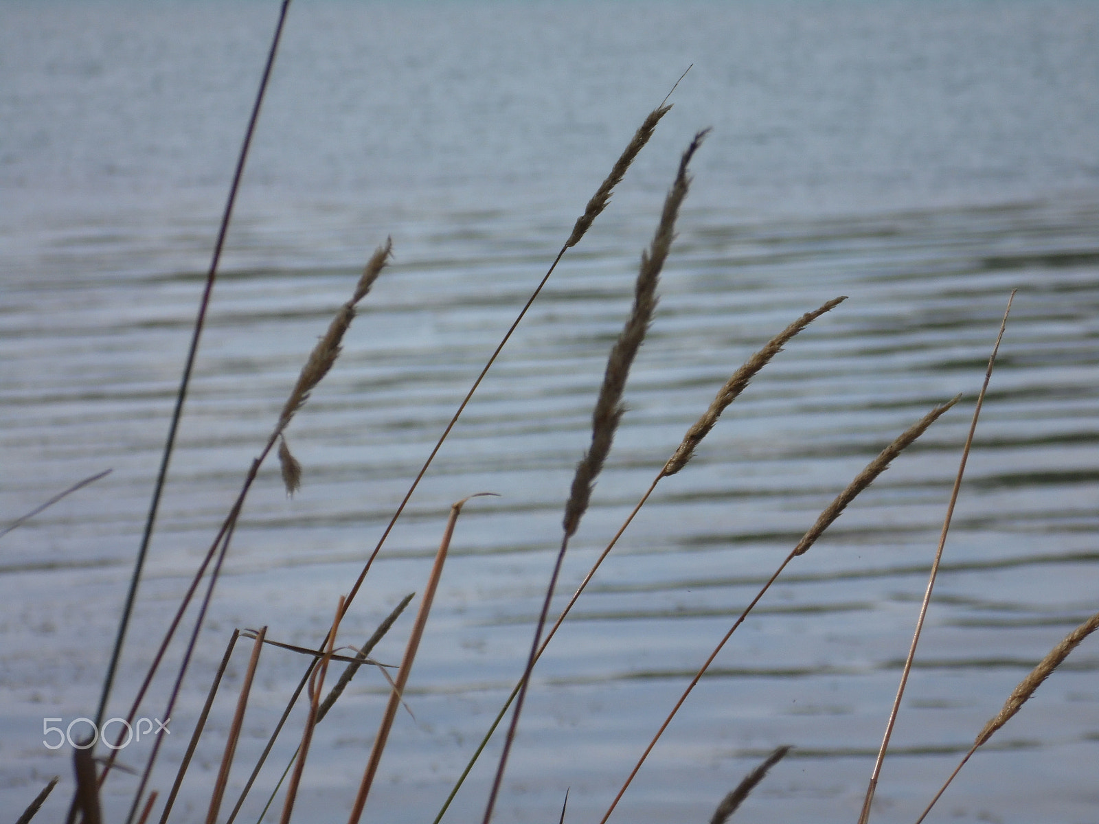 Samsung WB110/  WB111 sample photo. Grass on creek photography