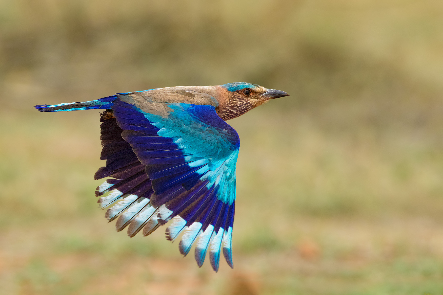 Canon EF 600mm f/4L IS sample photo. Indian roller photography