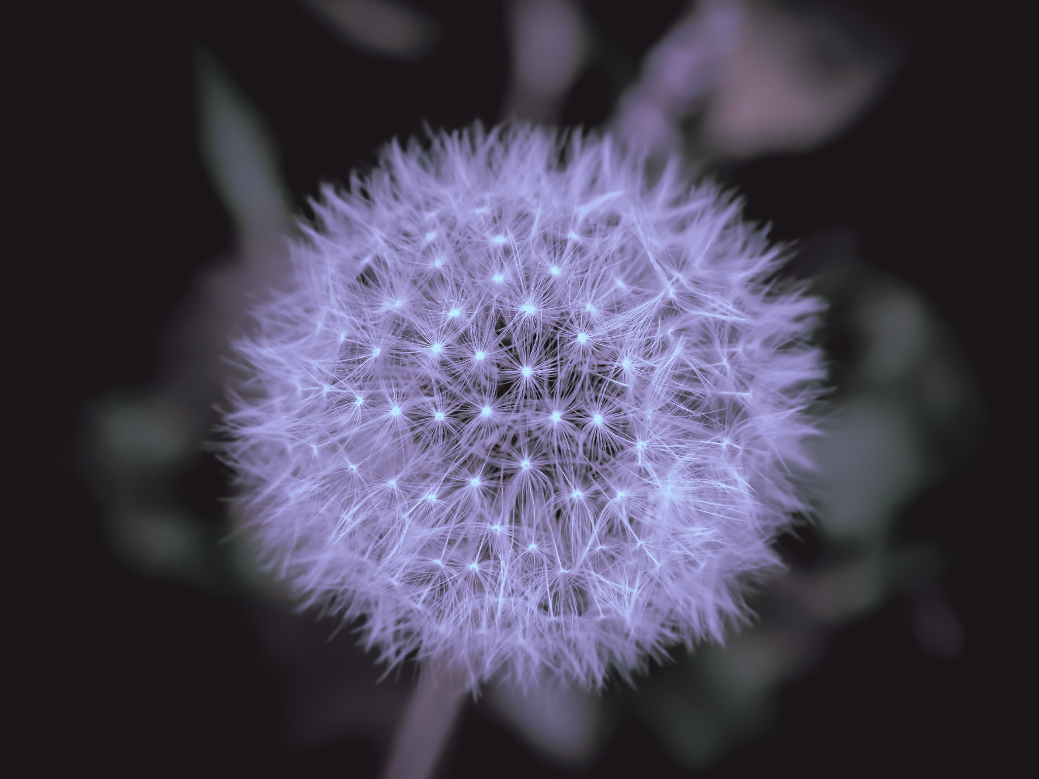Olympus OM-D E-M1 sample photo. Dandelion photography