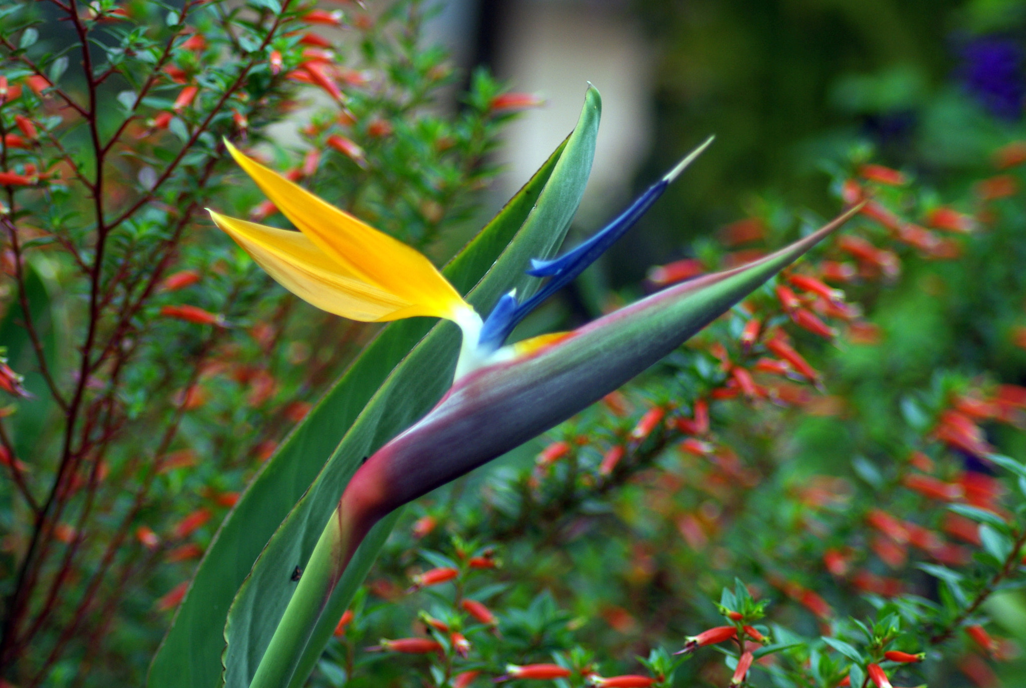 Pentax K10D sample photo. Cool flower "bird of paradise" photography