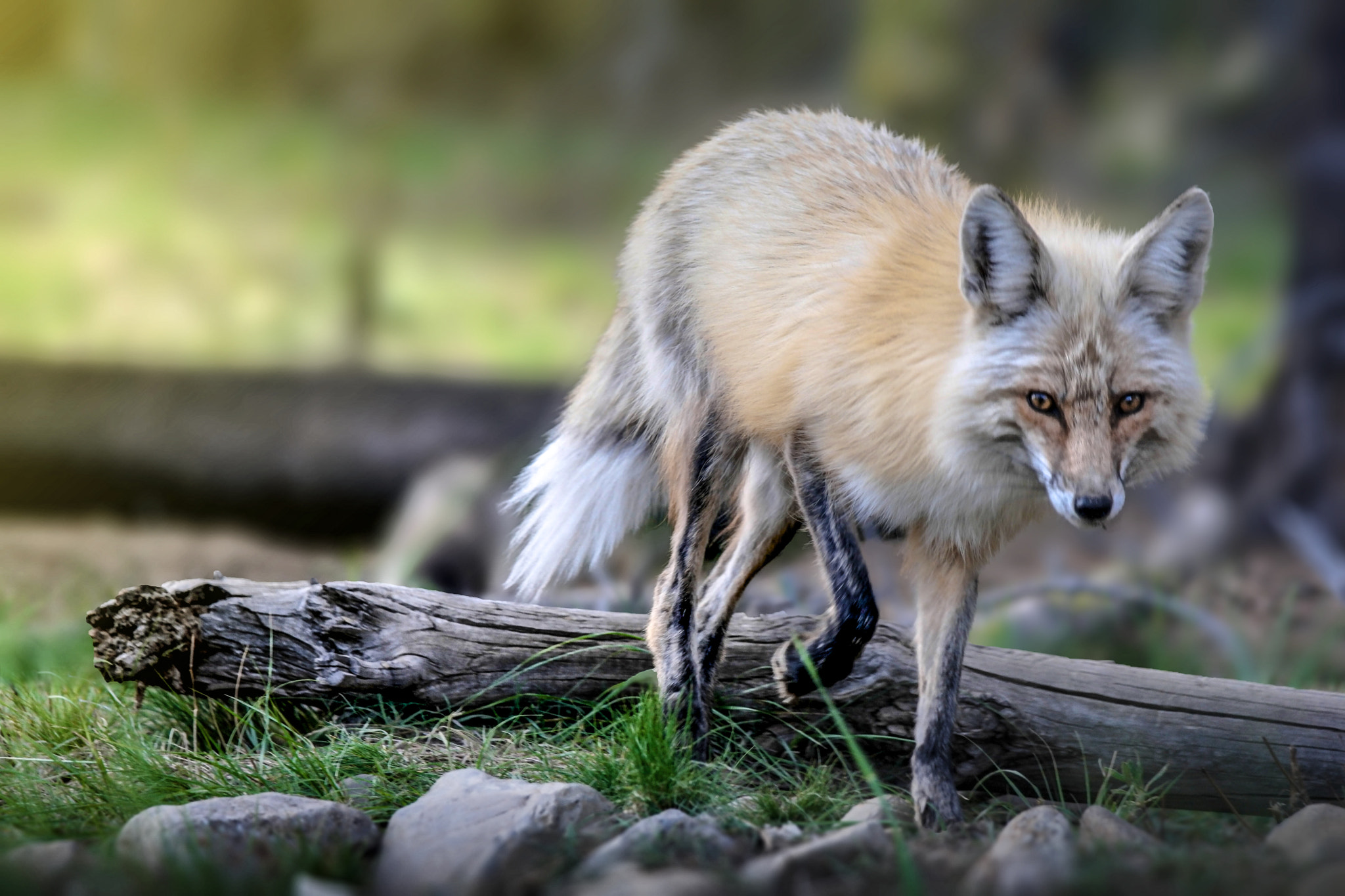 Samsung NX500 + NX 50-200mm F4-5.6 sample photo. Wild fox photography