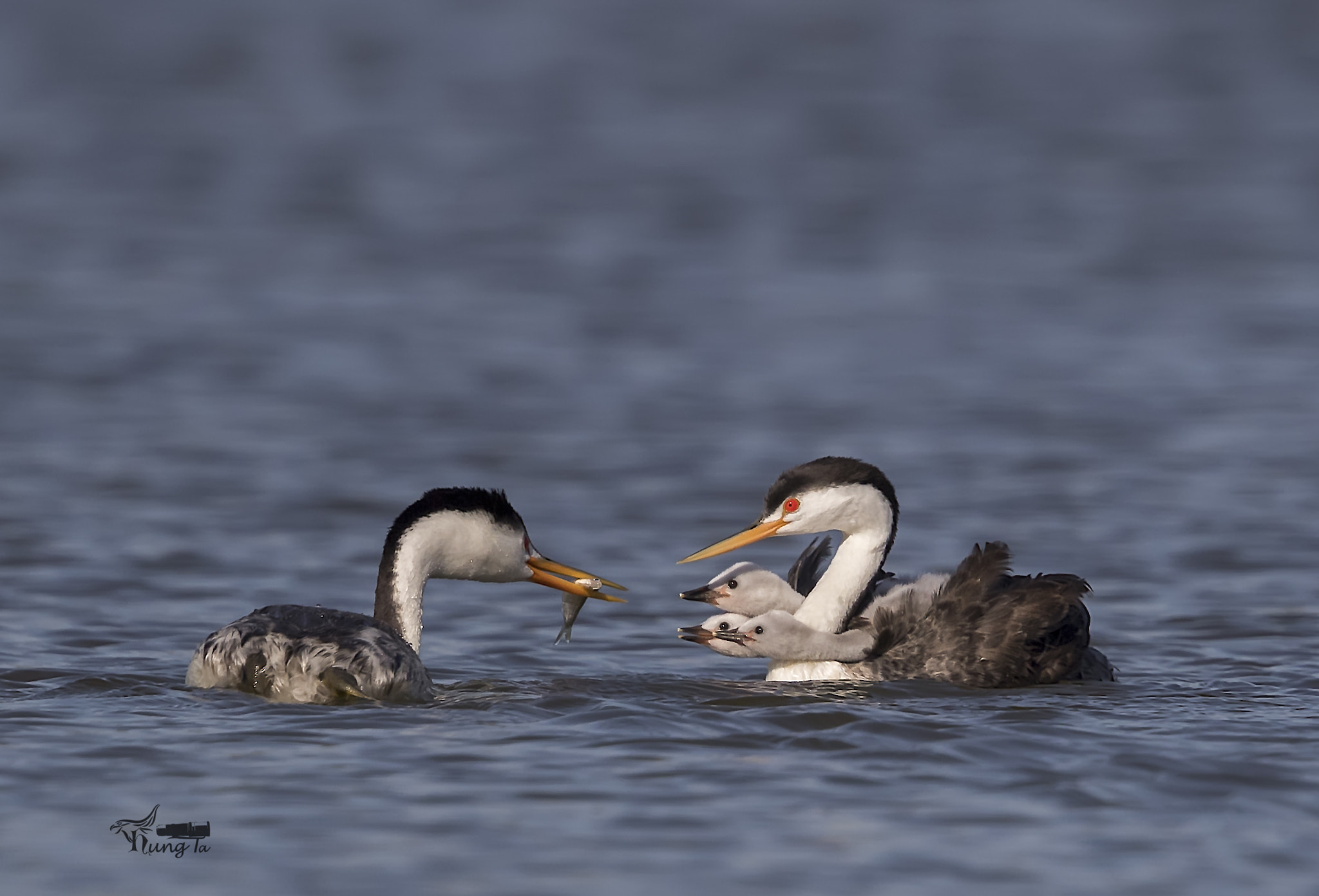 Canon EF 600mm F4L IS II USM sample photo. Feeding chick with fish photography