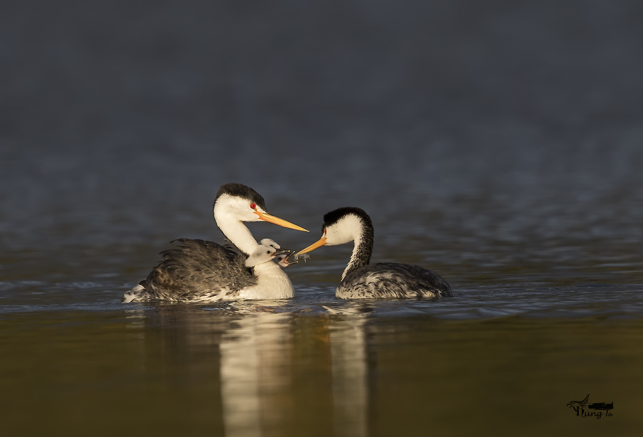 Canon EOS-1D X Mark II + Canon EF 600mm F4L IS II USM sample photo. Grebe  with the sunset photography