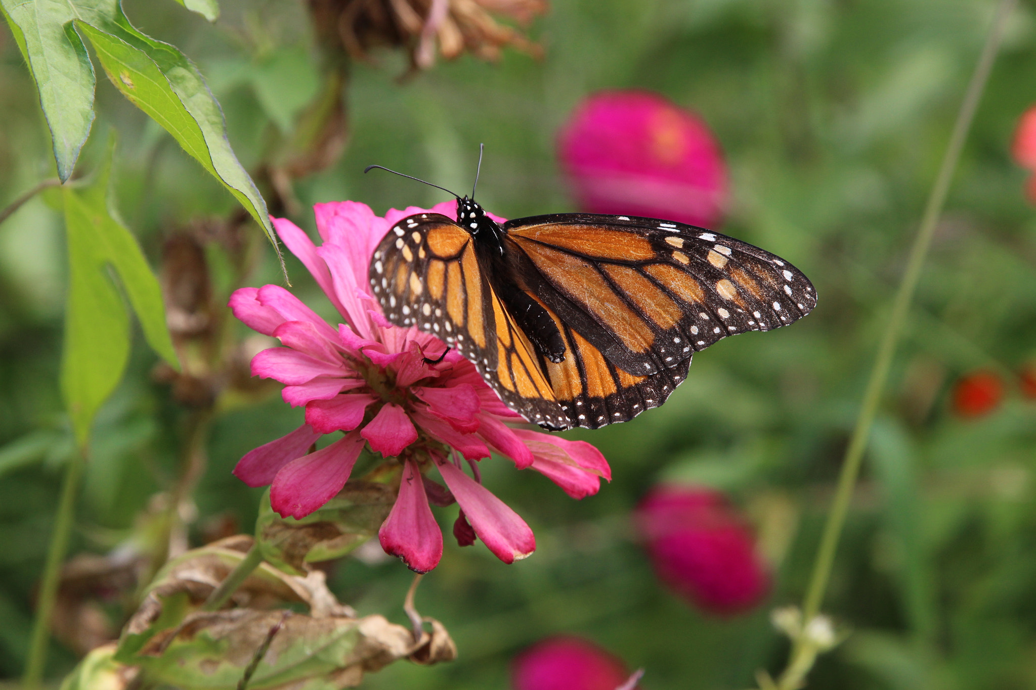 Canon EOS 100D (EOS Rebel SL1 / EOS Kiss X7) sample photo. Barns, butterflies and the washington monument photography
