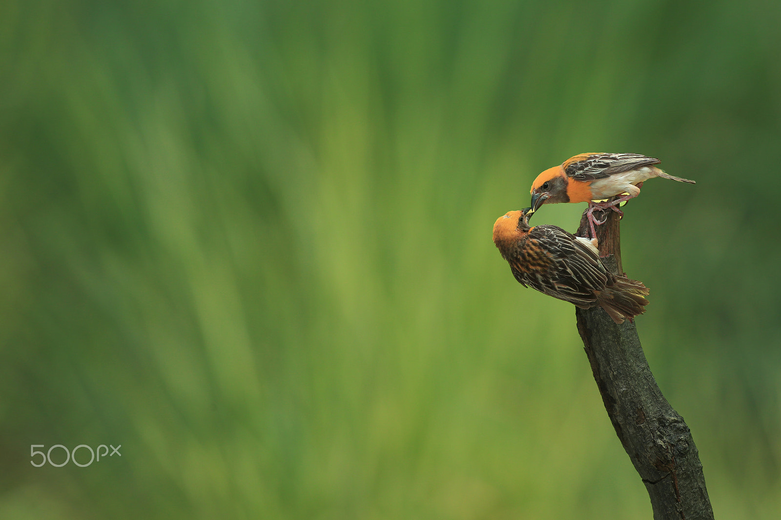 Canon EOS-1D X + Canon EF 400mm F5.6L USM sample photo. Love. photography