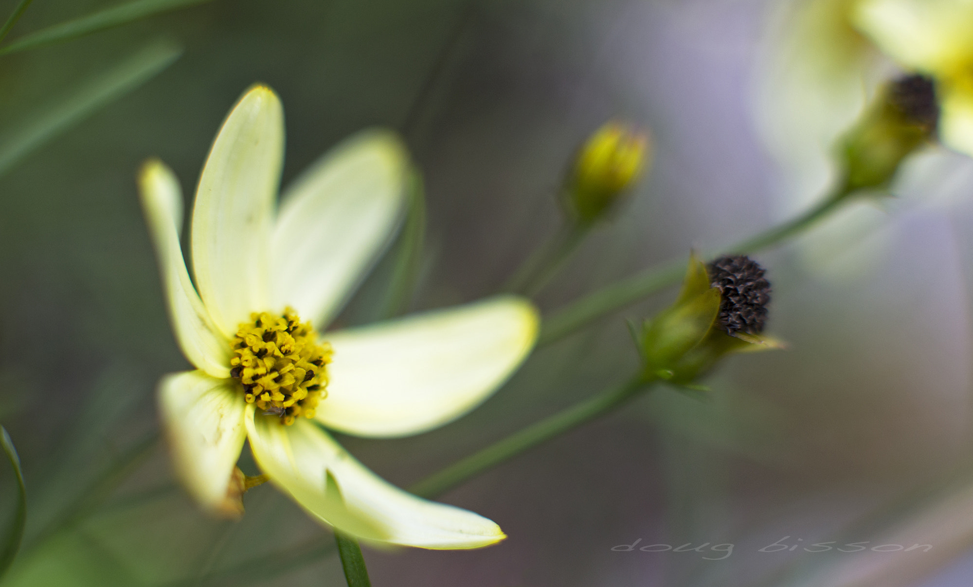 Canon EOS-1D X sample photo. Last light in the garden photography