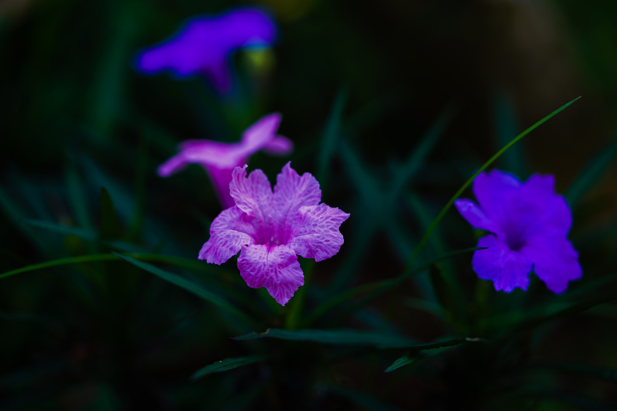 Sony a7R II + Sony FE 90mm F2.8 Macro G OSS sample photo
