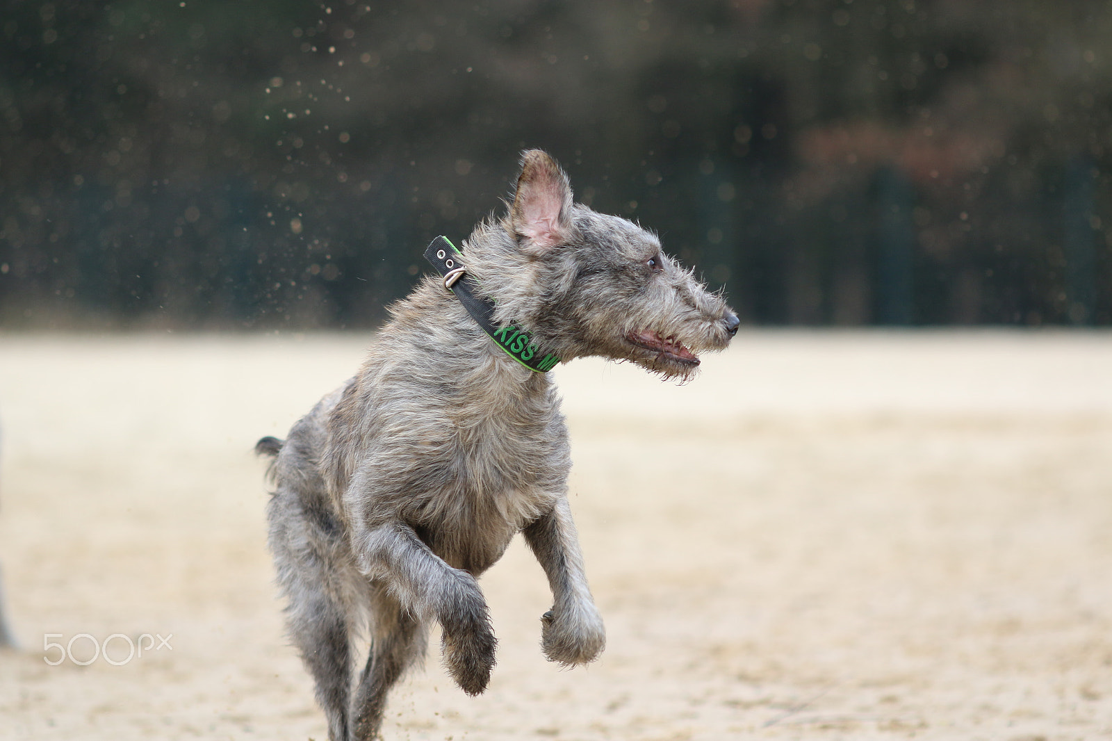 Canon EOS 70D + Canon EF 200mm F2.8L II USM sample photo. Voller einsatz photography