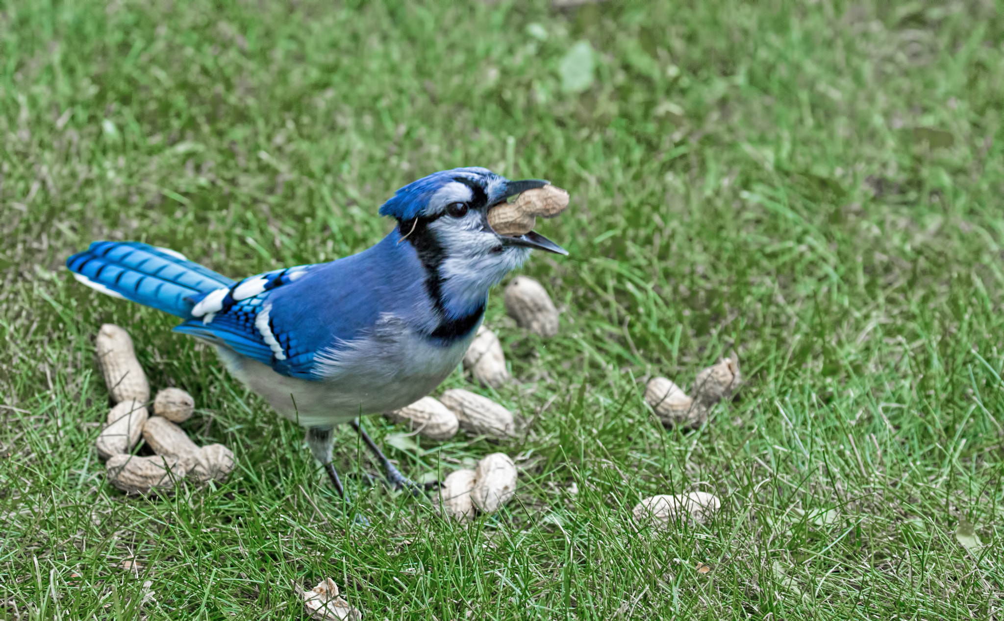 Canon EF 70-300mm F4-5.6L IS USM sample photo. Blue jay in the grass photography