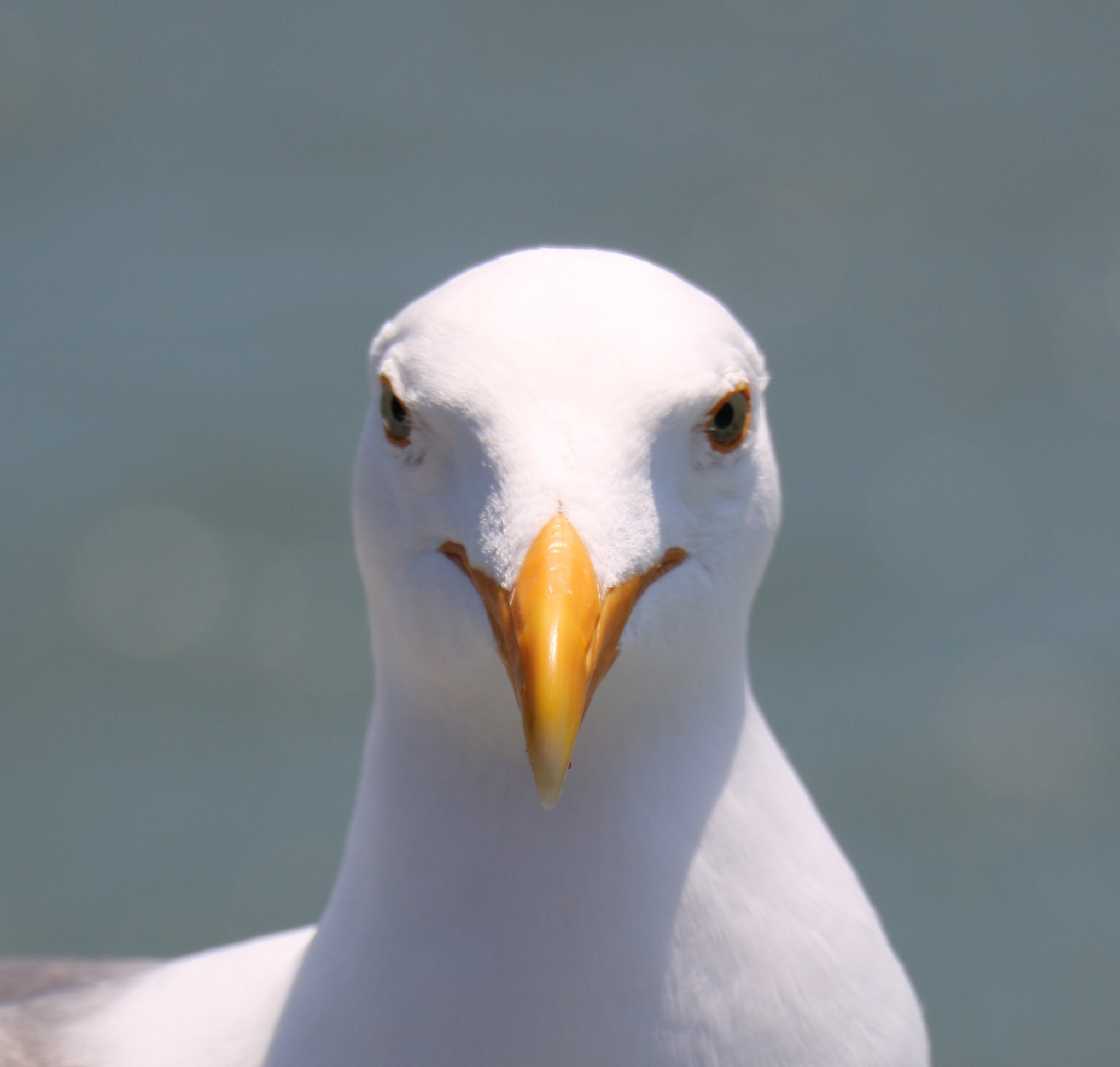 Canon EOS 760D (EOS Rebel T6s / EOS 8000D) sample photo. What about my nose?! photography