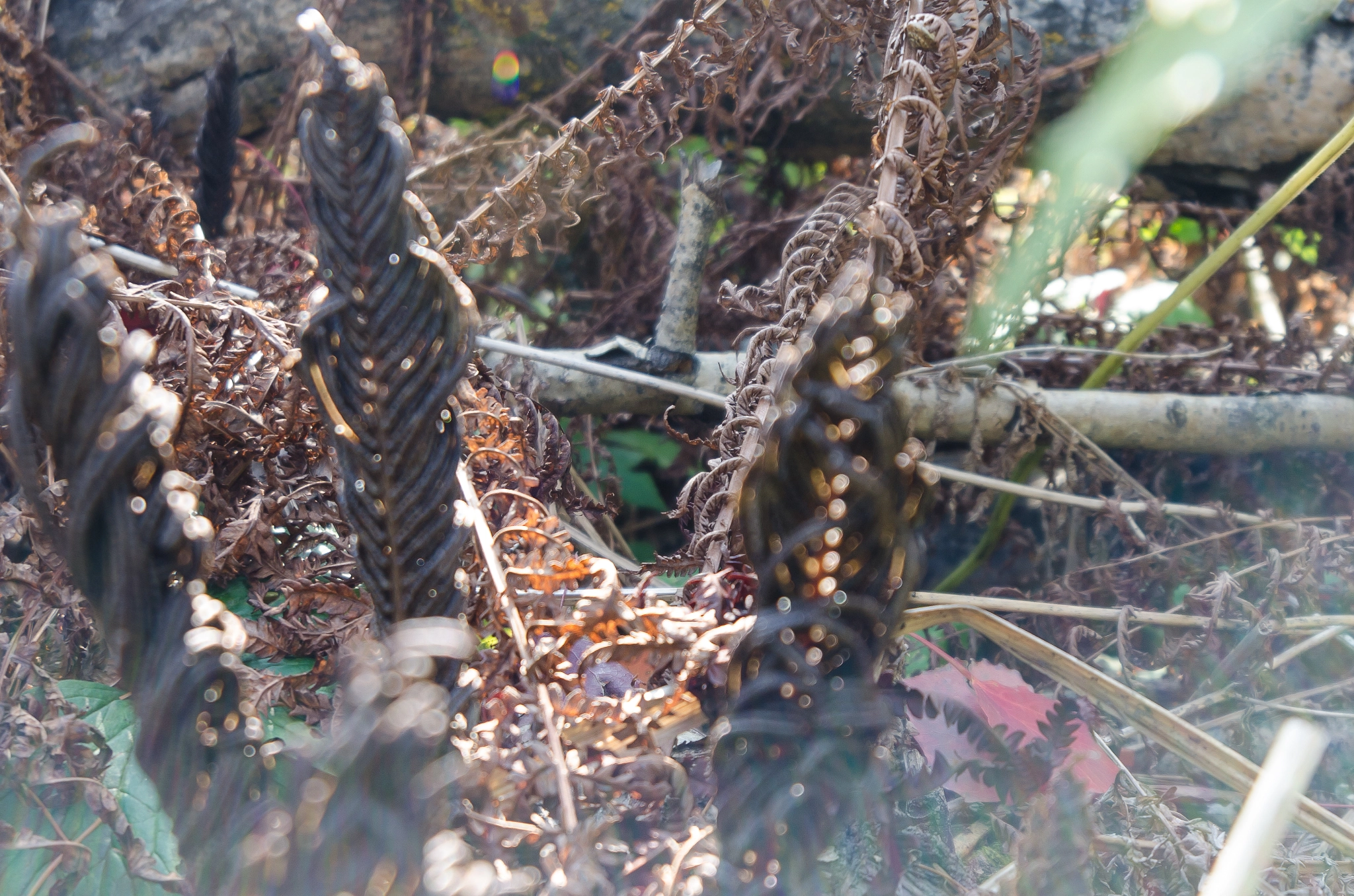 Samyang 14mm F2.8 ED AS IF UMC sample photo. Autumn in the forest photography