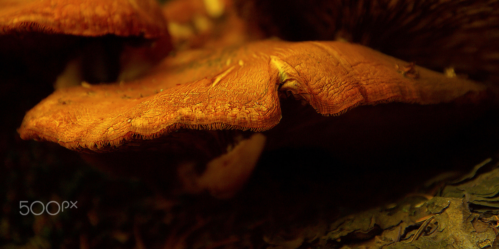 Kodak DCS Pro 14N sample photo. Under the toadstool photography