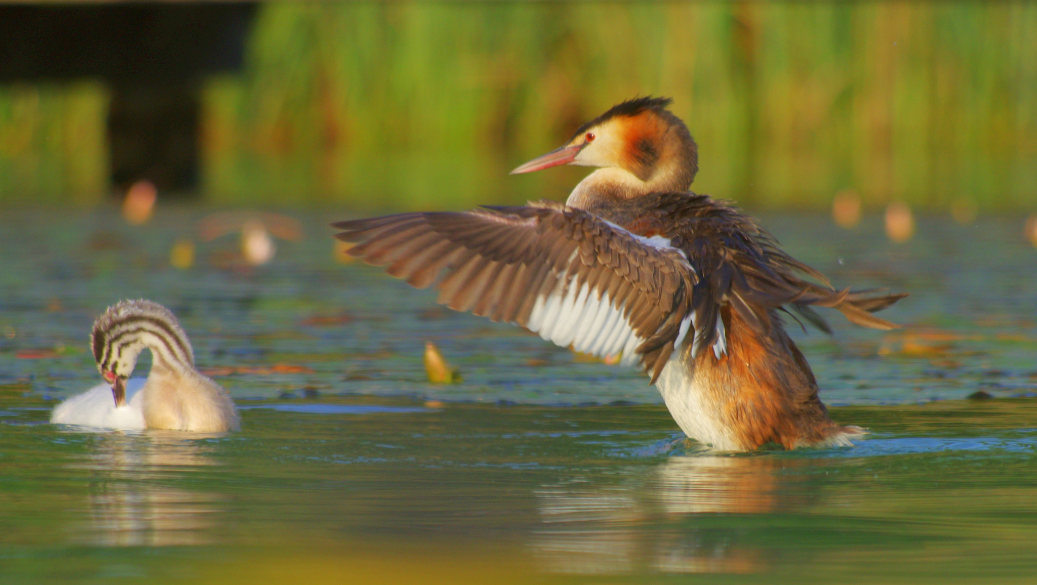 smc PENTAX-DA L 55-300mm F4-5.8 ED sample photo. Grebes in the evening light - lake klopein photography
