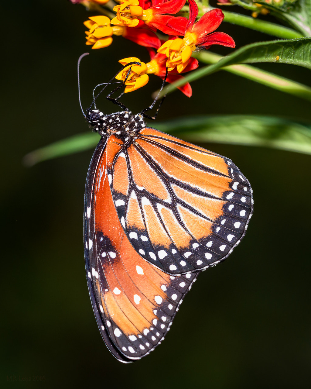 Nikon D7200 + Sigma 150mm F2.8 EX DG OS Macro HSM sample photo. On migration  photography