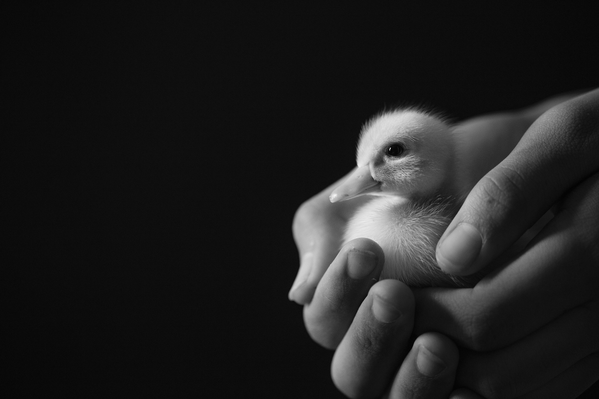 Canon EF 100mm F2.8 Macro USM sample photo. Baby duck photography