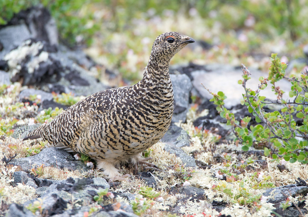 Sigma 150-600mm F5-6.3 DG OS HSM | C sample photo. Ptarmigan photography