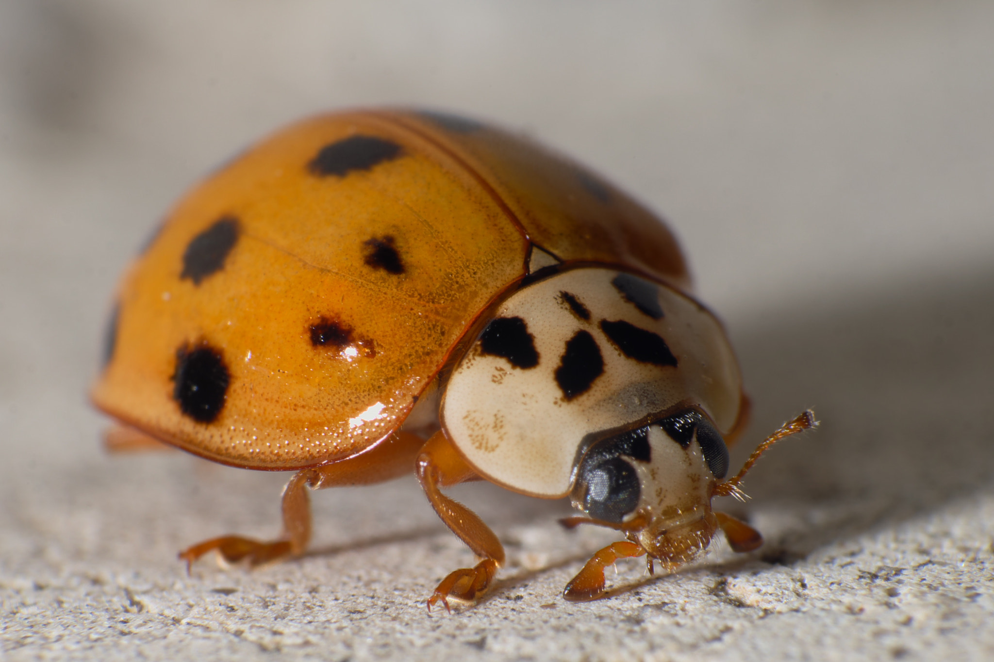 Fujifilm X-A1 + Fujifilm XF 55-200mm F3.5-4.8 R LM OIS sample photo. Ladybug macro 2015.10.11 photography