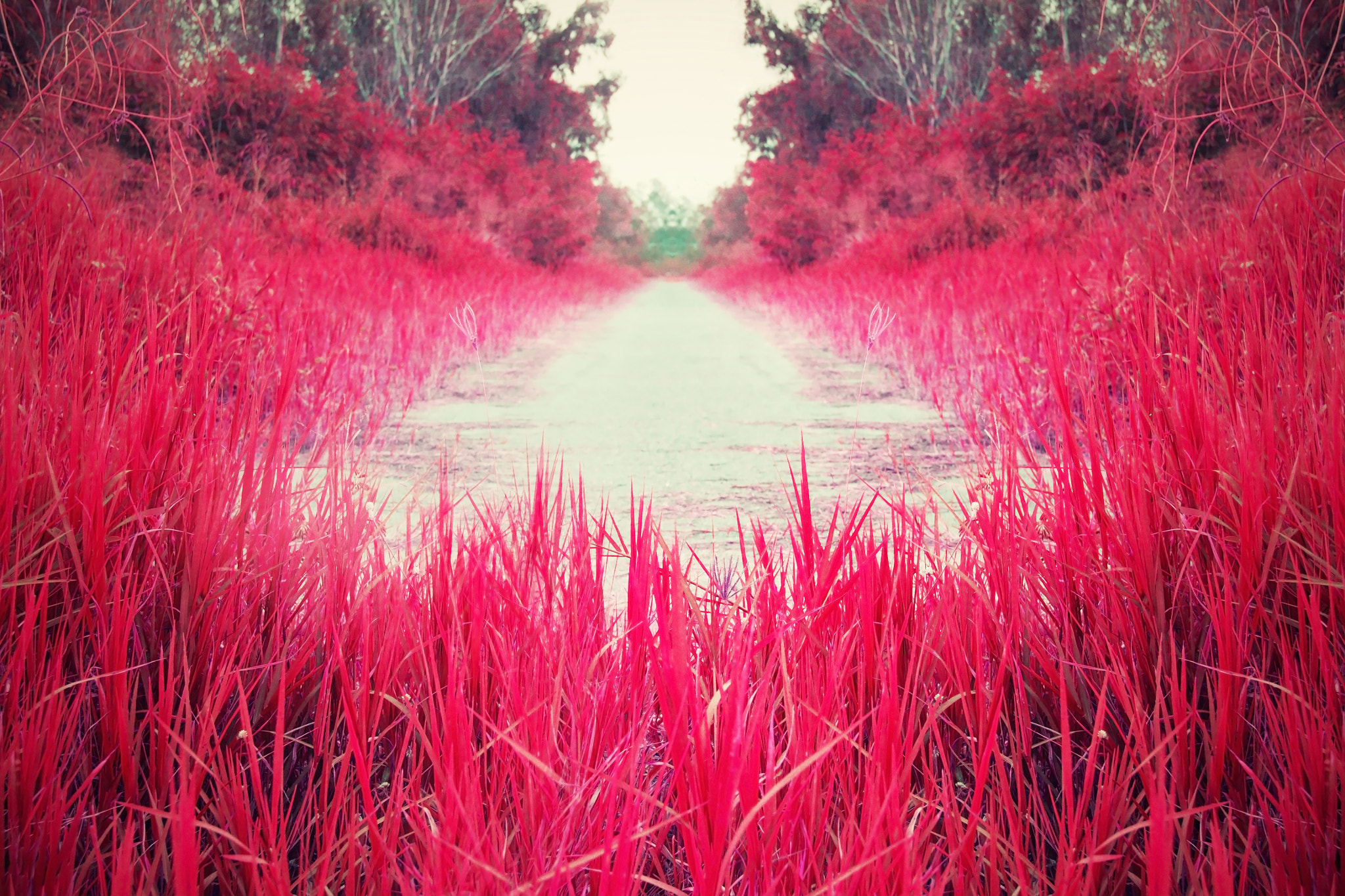 18.00 - 55.00 mm f/3.5 - 5.6 sample photo. Red meadow streets photography